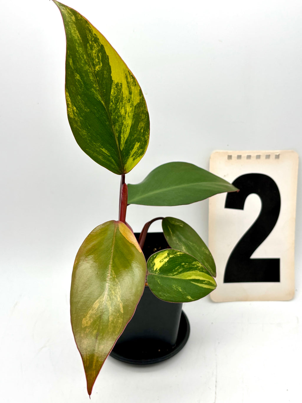 Philodendron Strawberry Shake - Exotic-Flowers