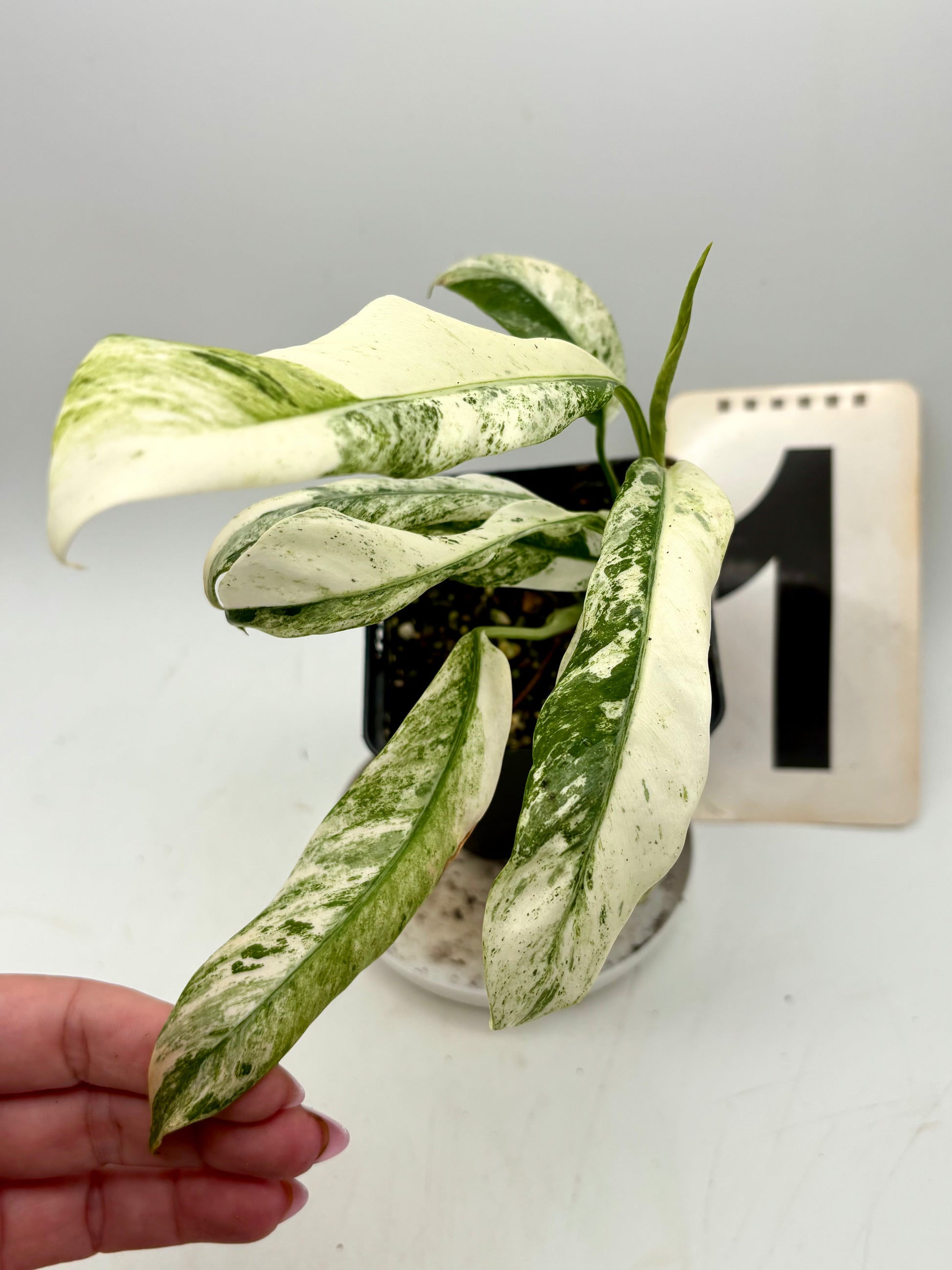 Epipremnum Giganteum Variegata