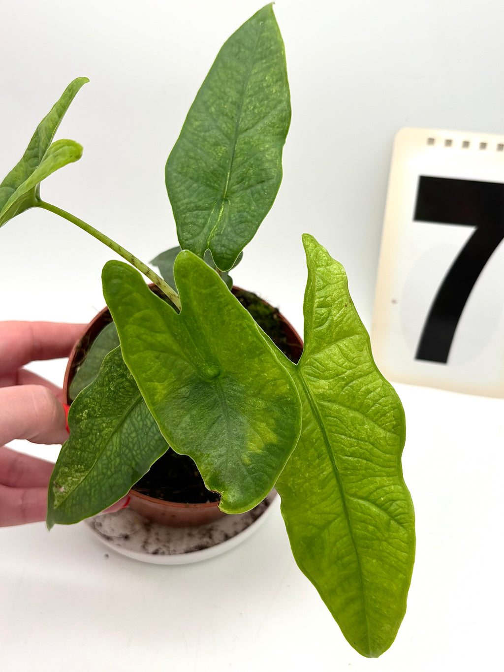 Alocasia Carpet sp Sulawesi Variegata