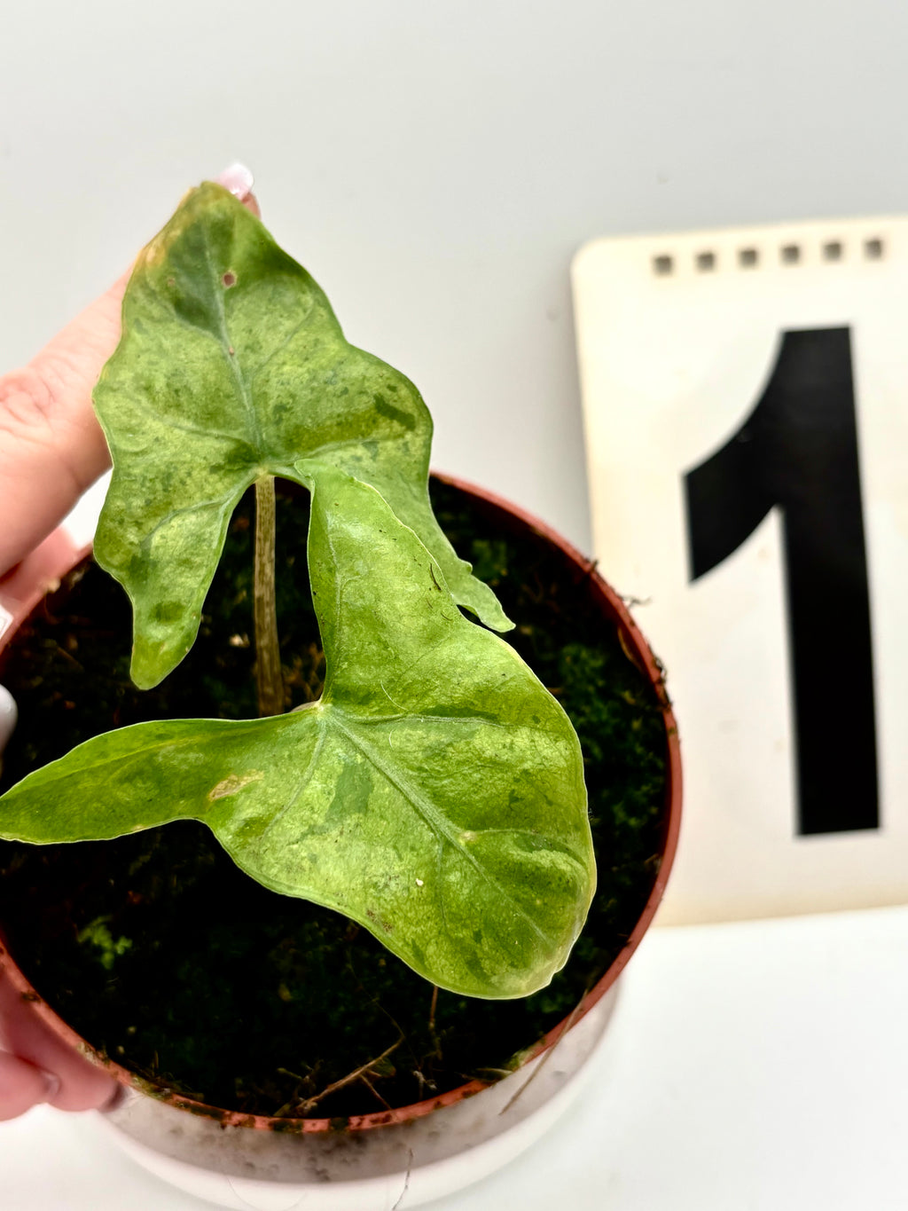 Alocasia Batwing Variegata - Exotic-Flowers