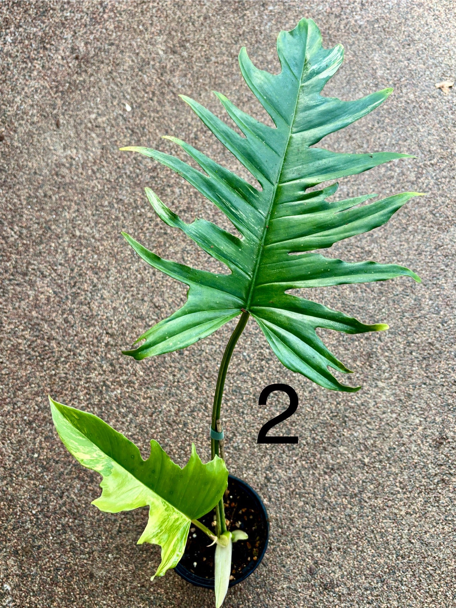 Philodendron Tortum Variegata x Florida Beauty