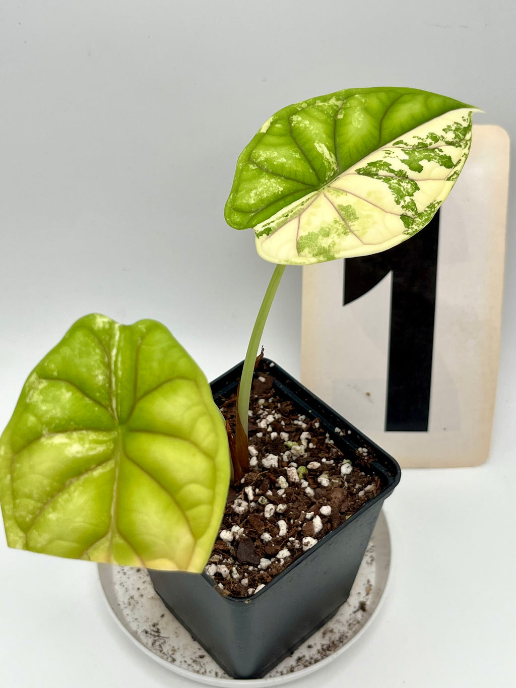 Alocasia Dragon Scale Variegata