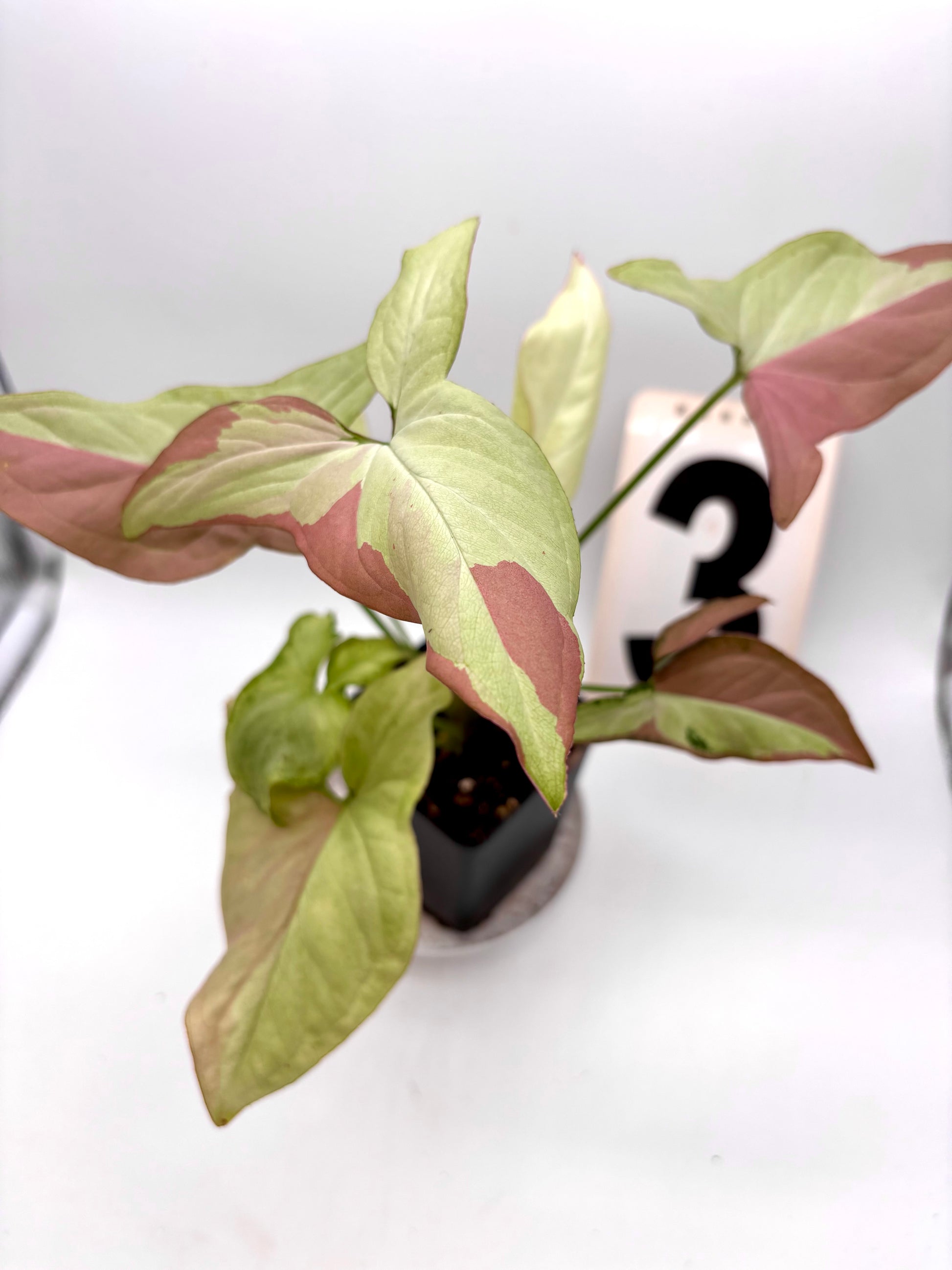 Syngonium Strawberry Milk