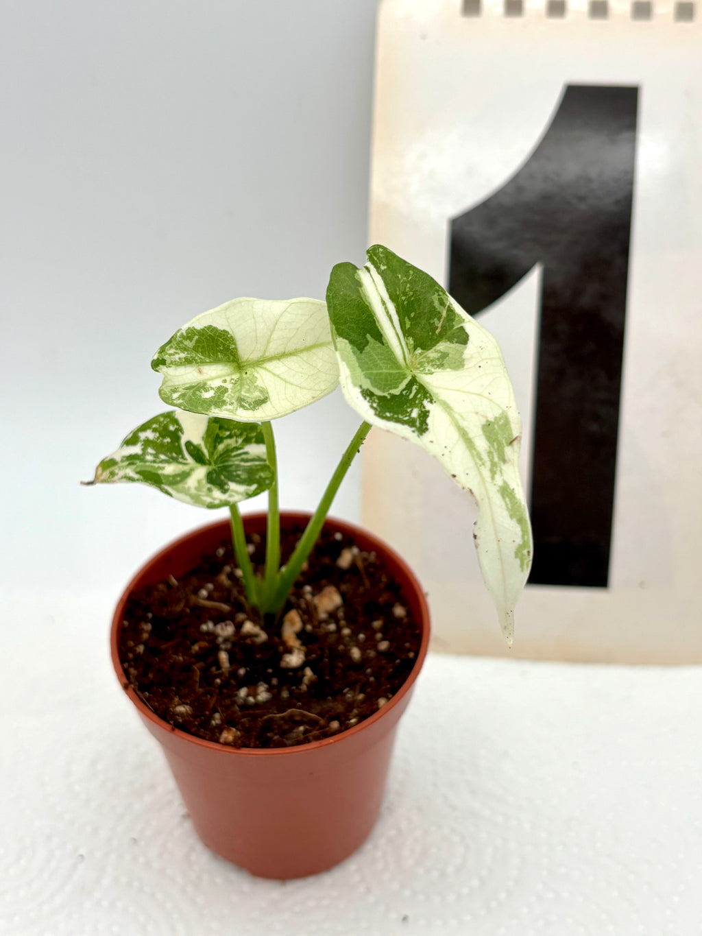 Alocasia Simpo Albo Variegata - Exotic-Flowers