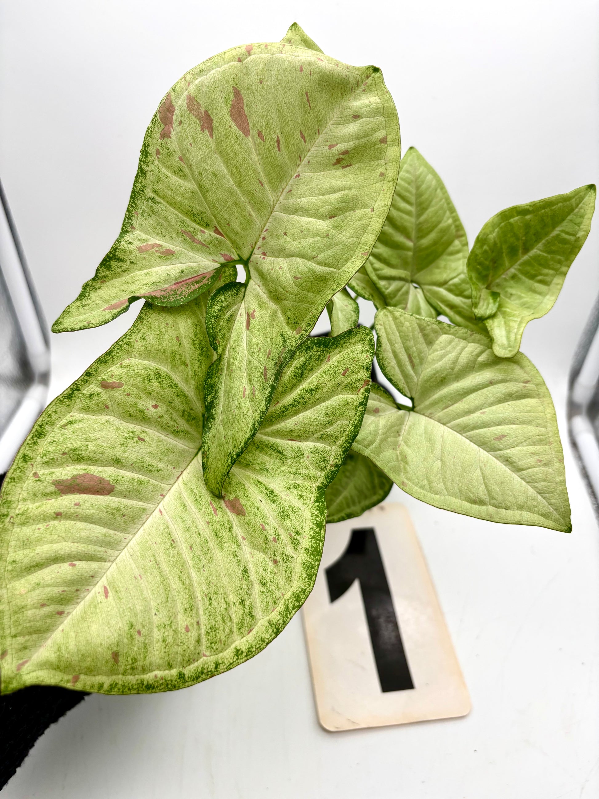 Syngonium Confetti Tricolor - Exotic-Flowers