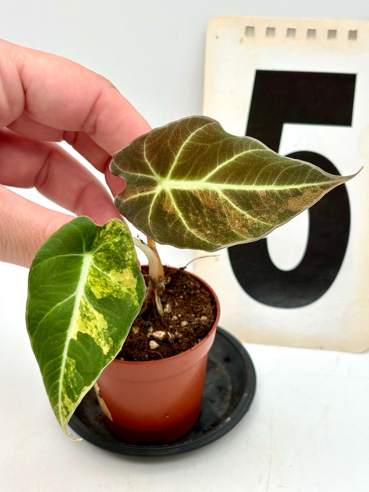 Alocasia Black Velvet Aurea Variegata