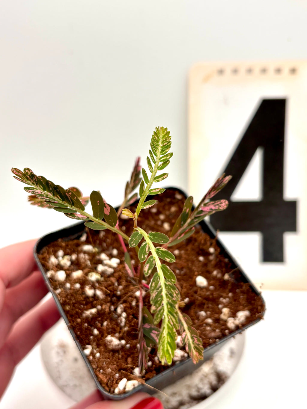 Phyllanthus Urinaria Pink Variegata - Exotic-Flowers