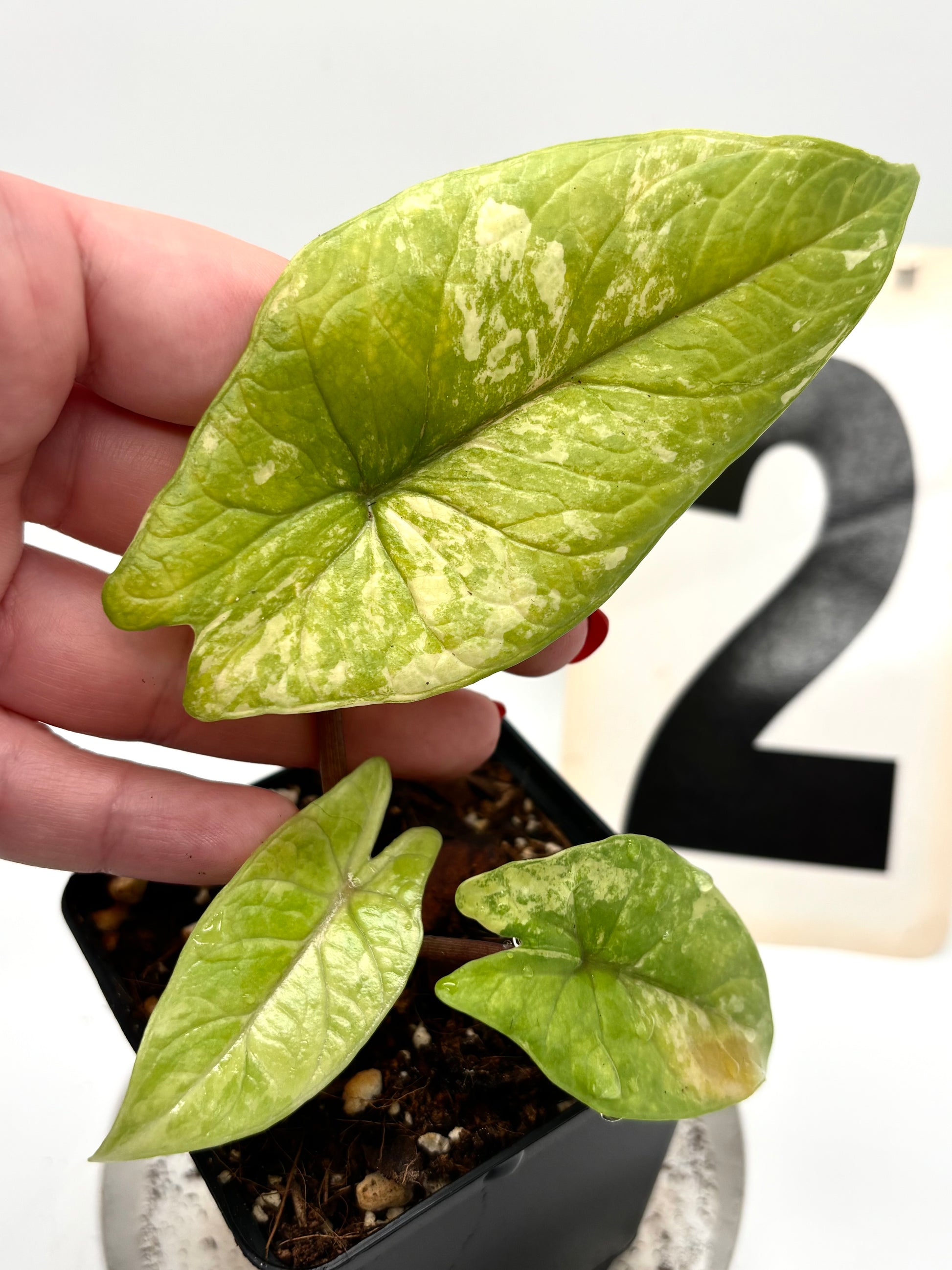 Alocasia Scalprum Variegata