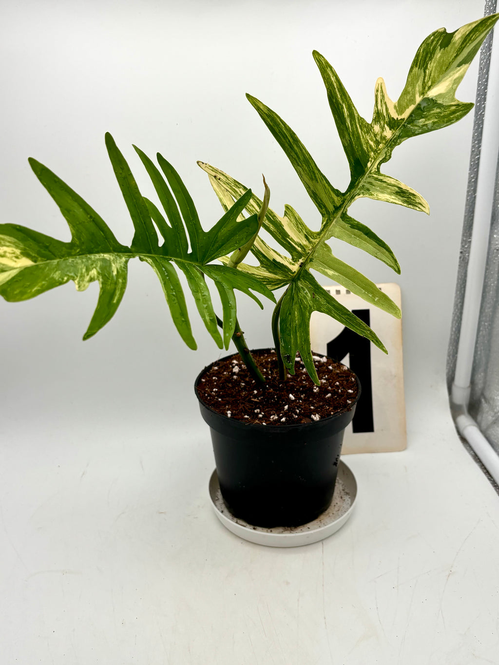 Philodendron Tortum Variegata x Florida Beauty Pflanze mit grünen und variierten Blättern, von Exotic-Flowers.