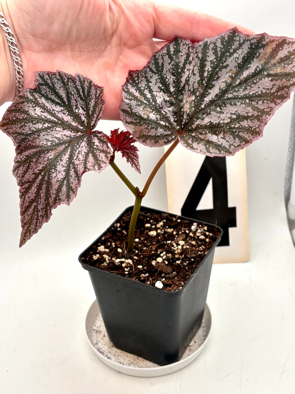 Rote Begonie Pink Minx von Exotic-Flowers mit üppigen pinkfarbenen Blüten und grünen Blättern, im Gartenbereich.
