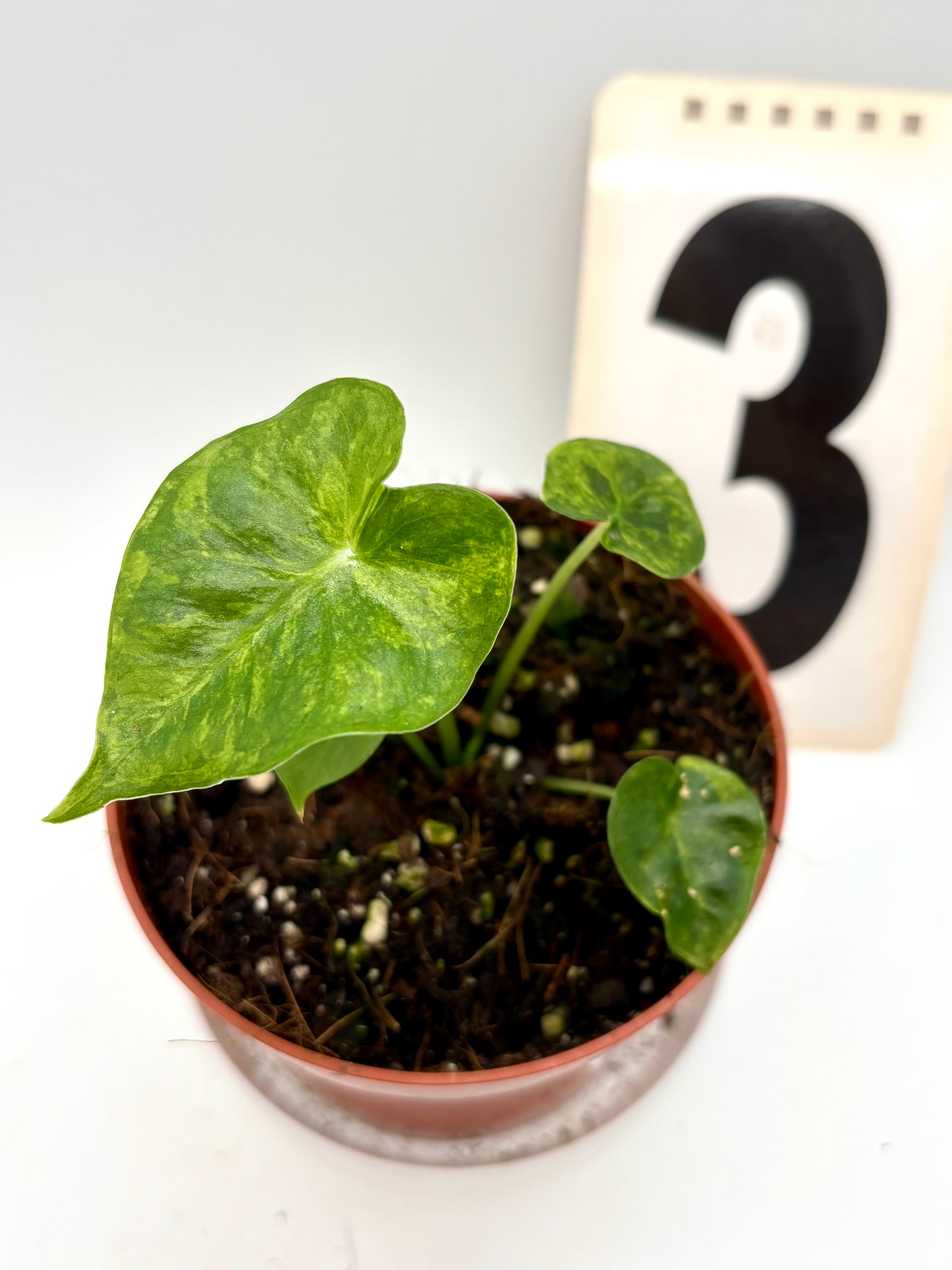 Alocasia London Eye Variegata