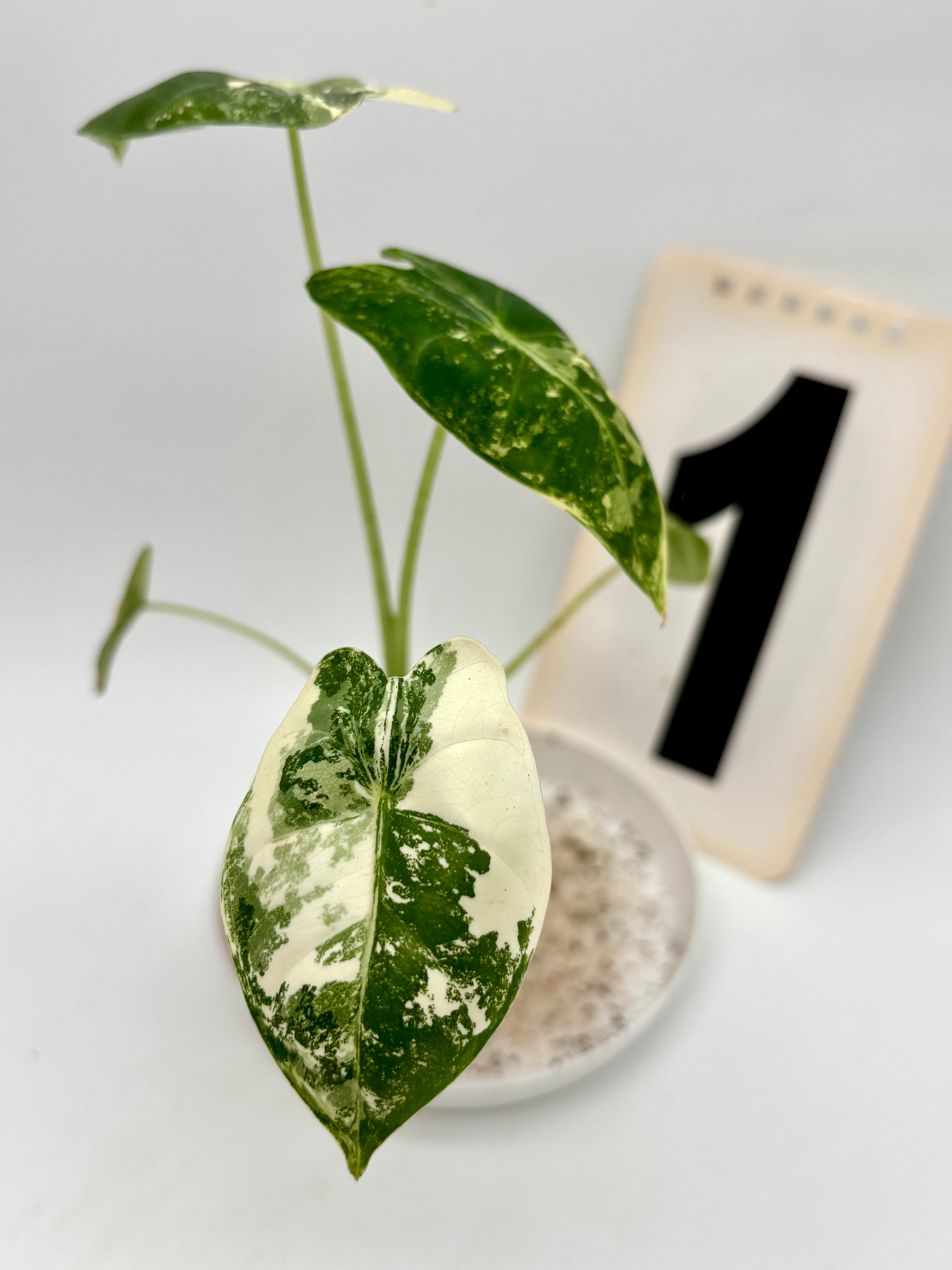 Alocasia Frydek Variegata