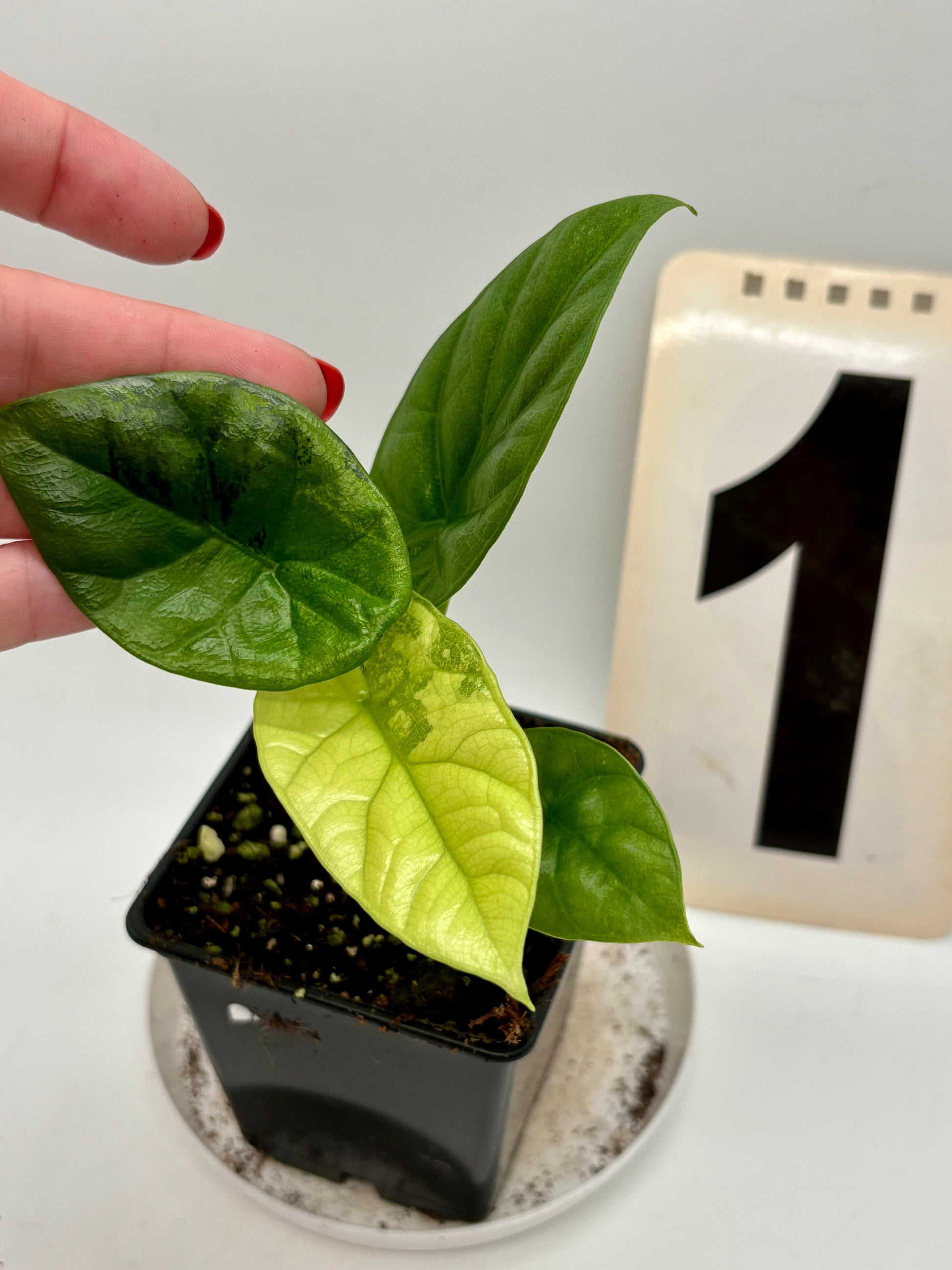 Alocasia Sinuata Variegata