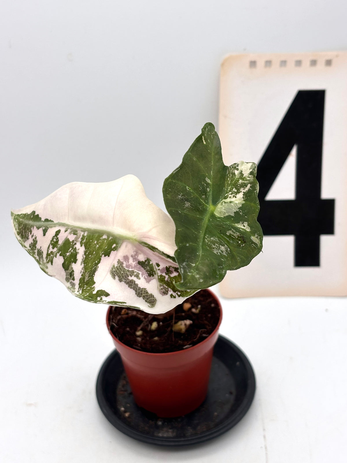 Alocasia Polly Variegata ‚Snowflake‘ von Exotic-Flowers mit grünen und weißen Blättern, Topfpflanze auf natürlicher Oberfläche