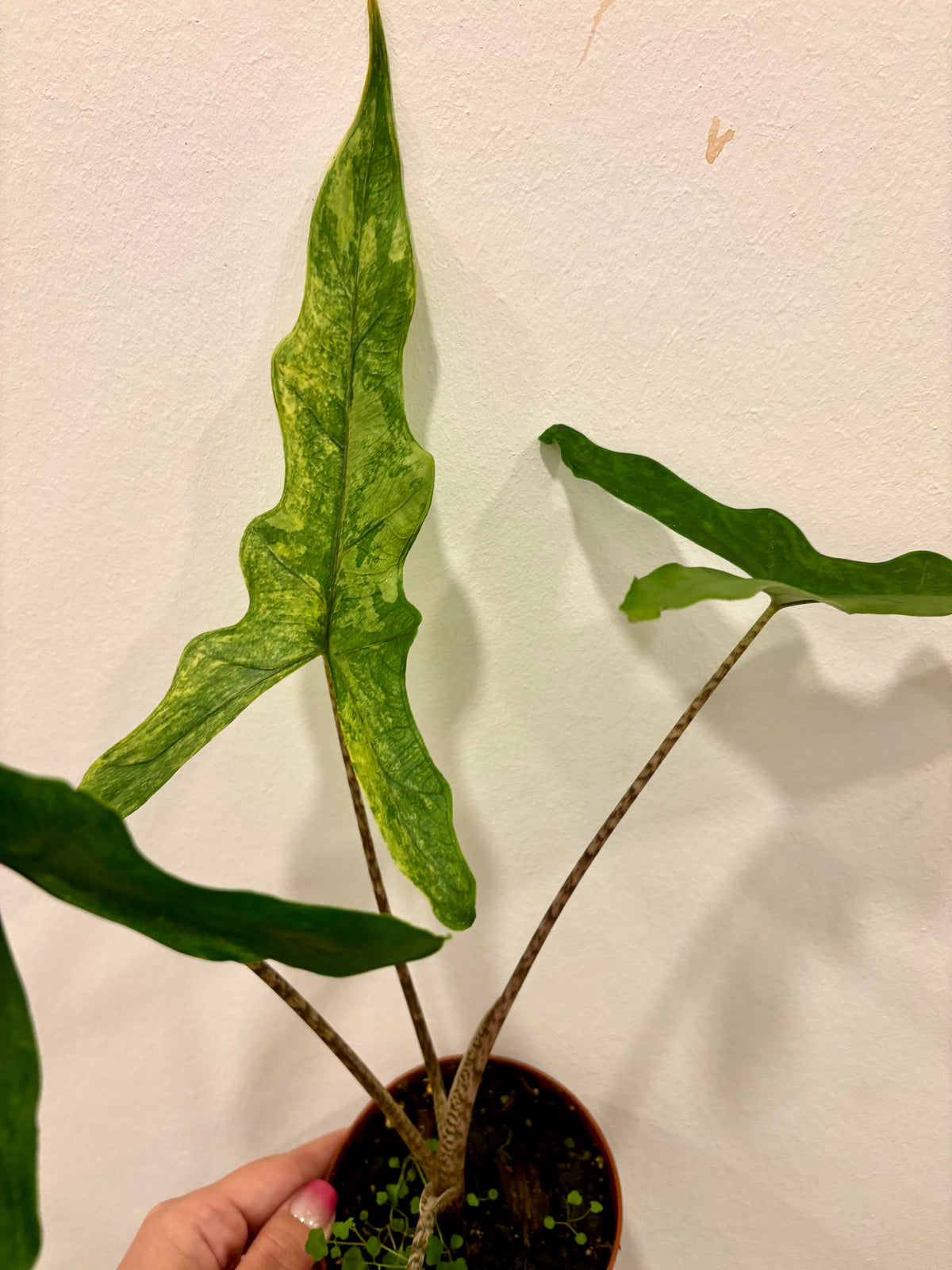 Alocasia Sabrina Variegata Pflanze mit großen grün-weißen Blättern, im Topf, von Exotic-Flowers, Nahaufnahme