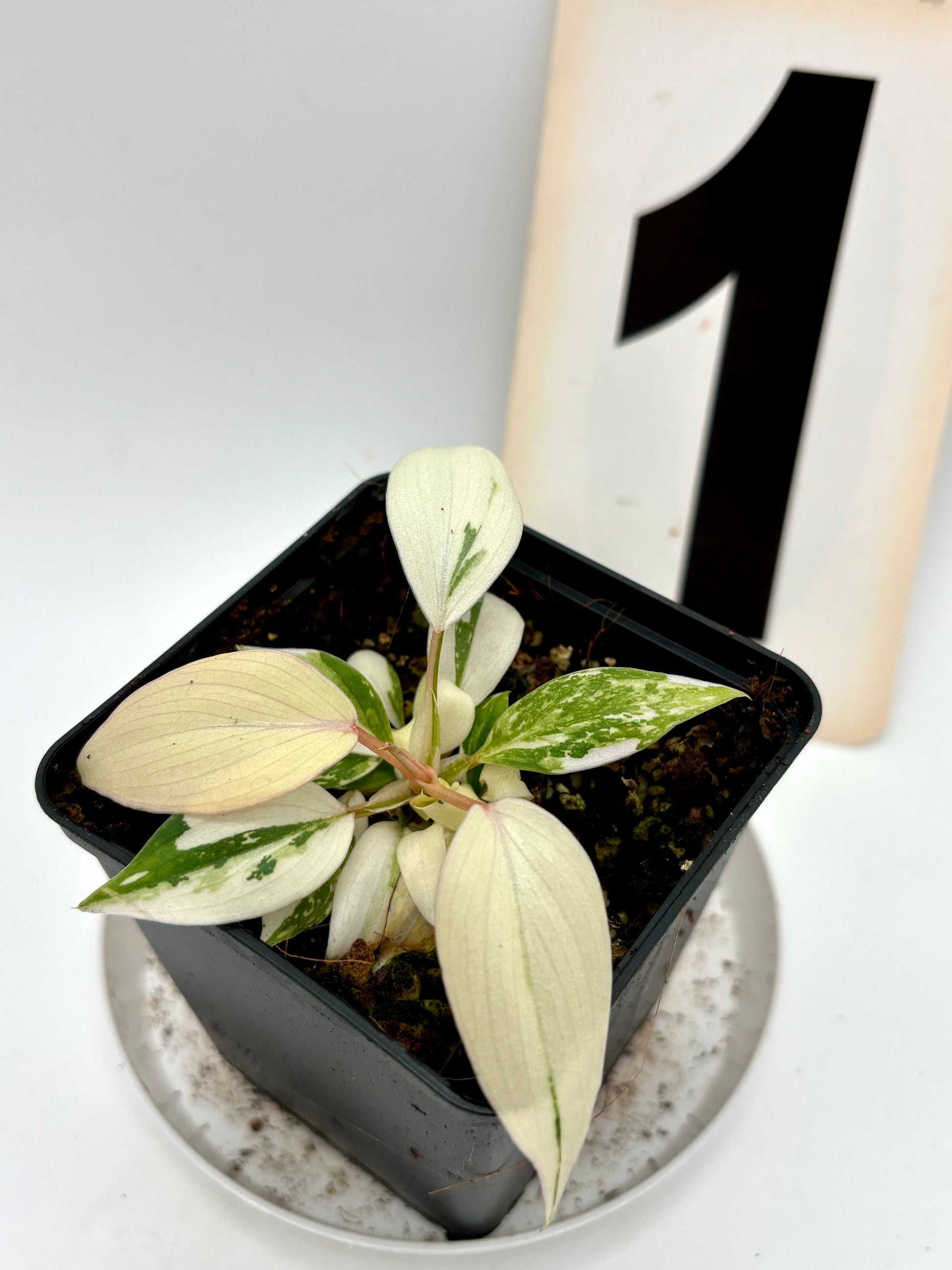 Philodendron Gloriosum Variegata Tricolor
