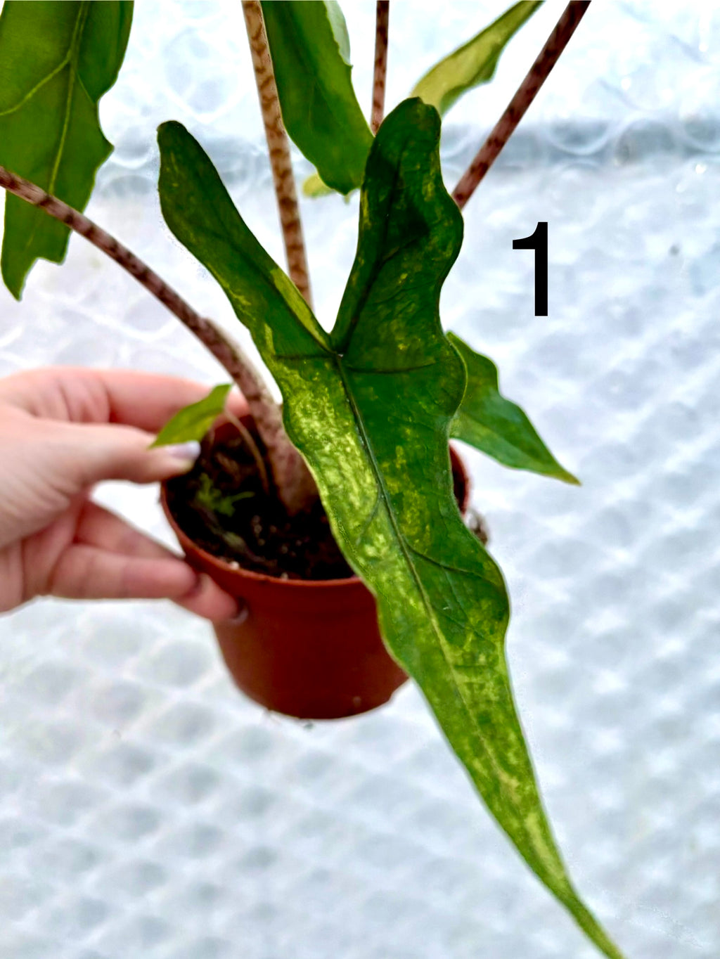 Alocasia Sabrina Variegata - Exotic-Flowers