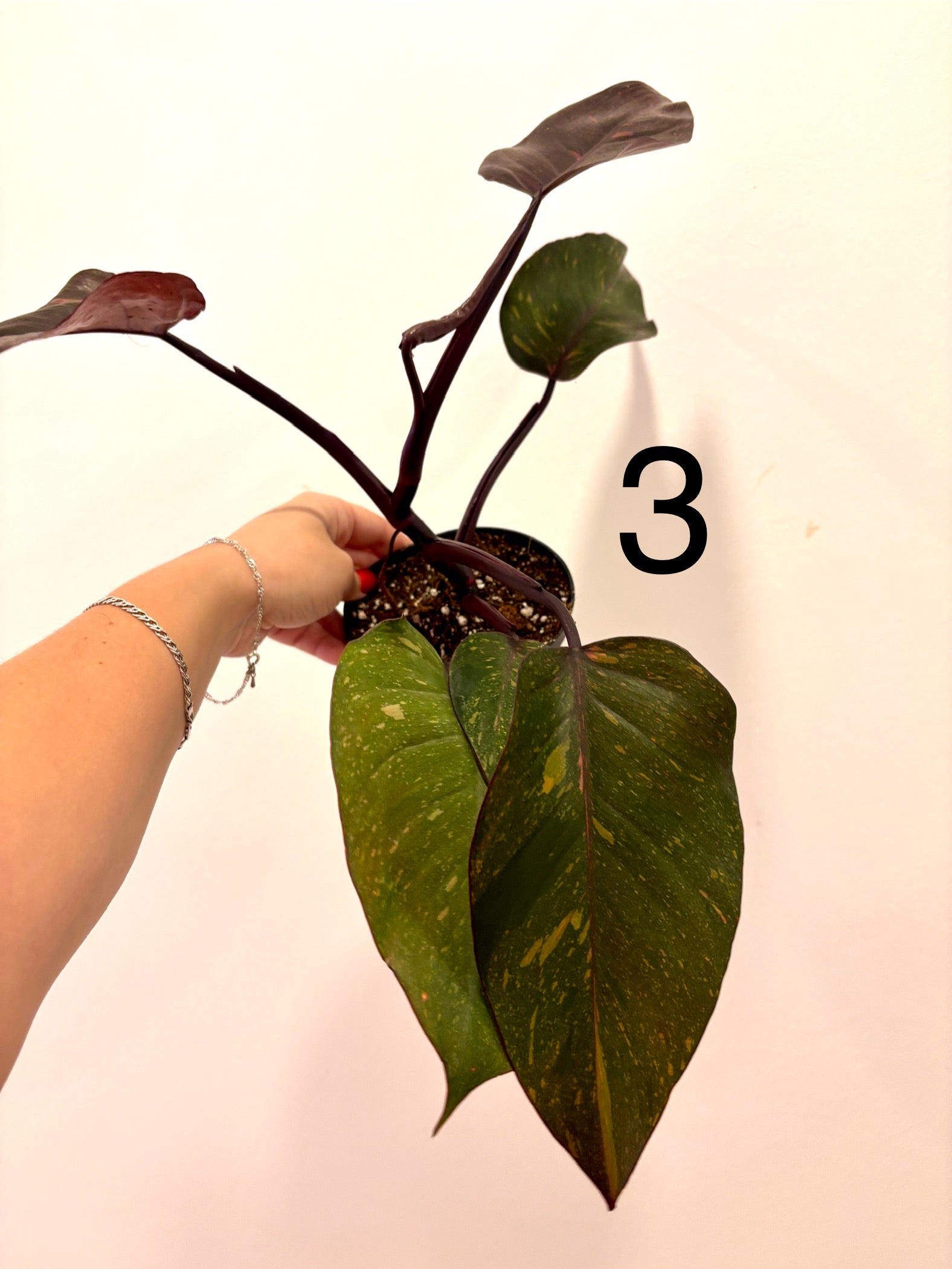 Philodendron Orange Princess