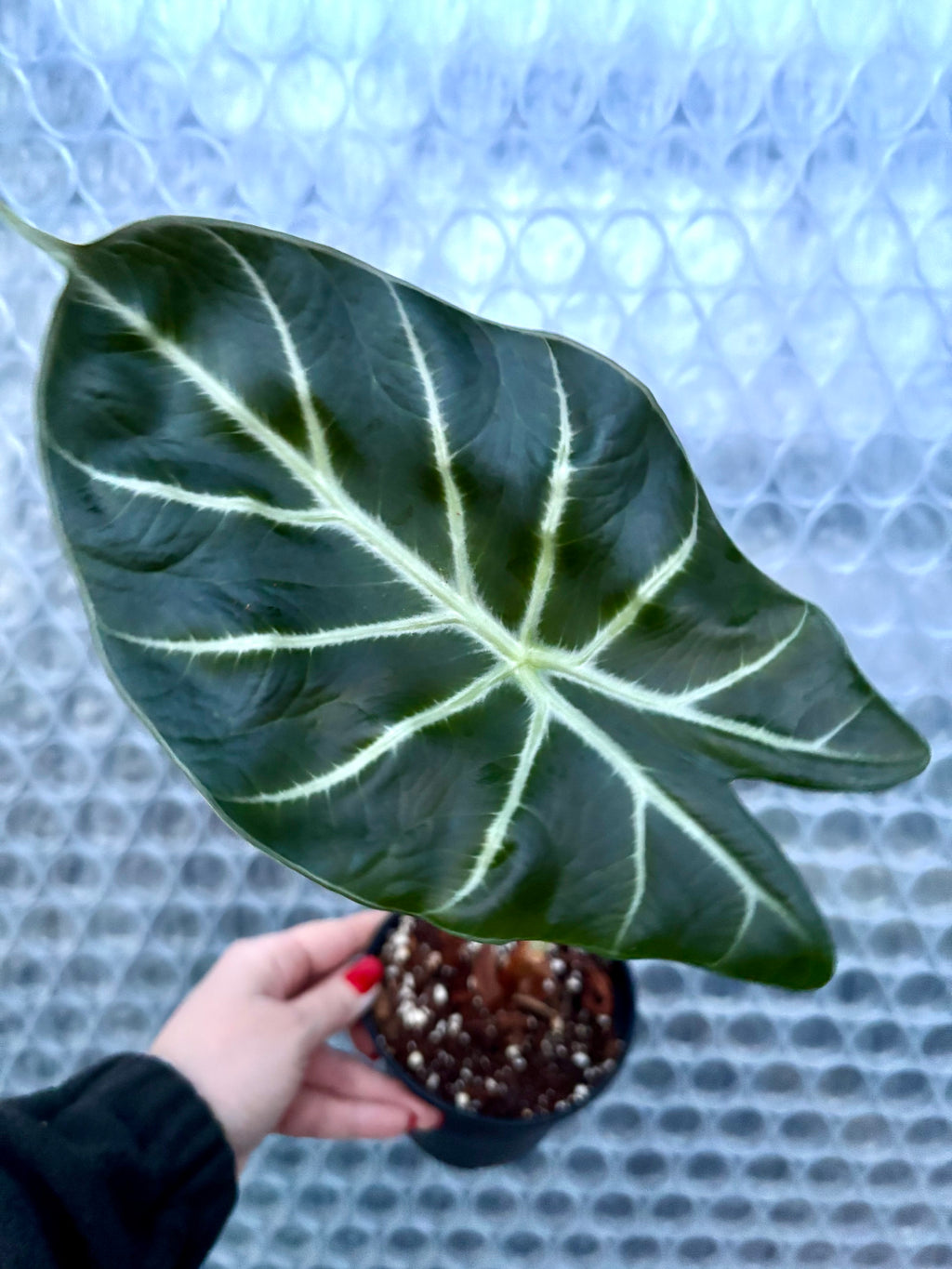 Alocasia Mark Campbell