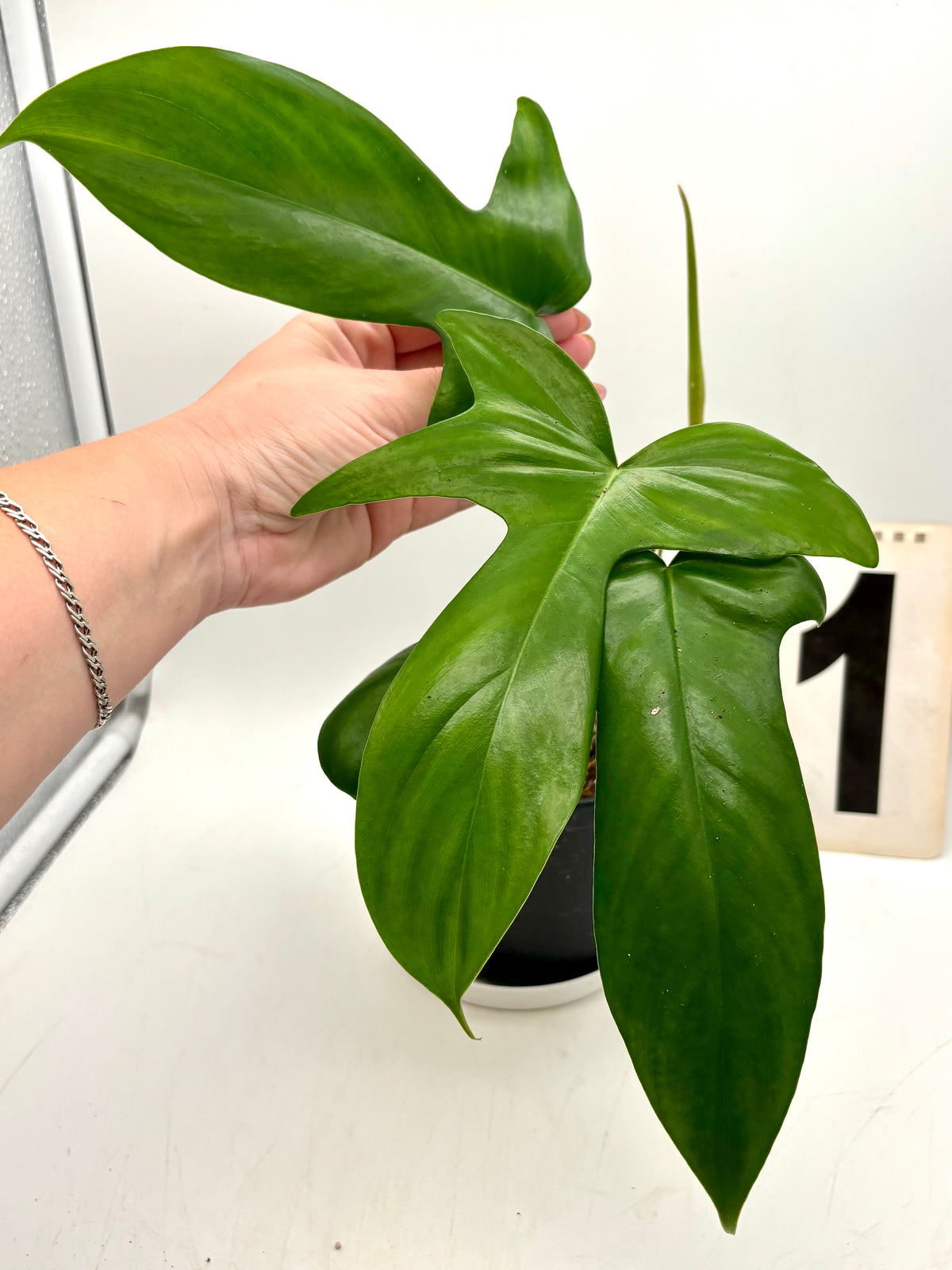 Grüner Philodendron Florida Beauty von Exotic-Flowers mit großen, herzförmigen Blättern in einem Topf auf einem Tisch.