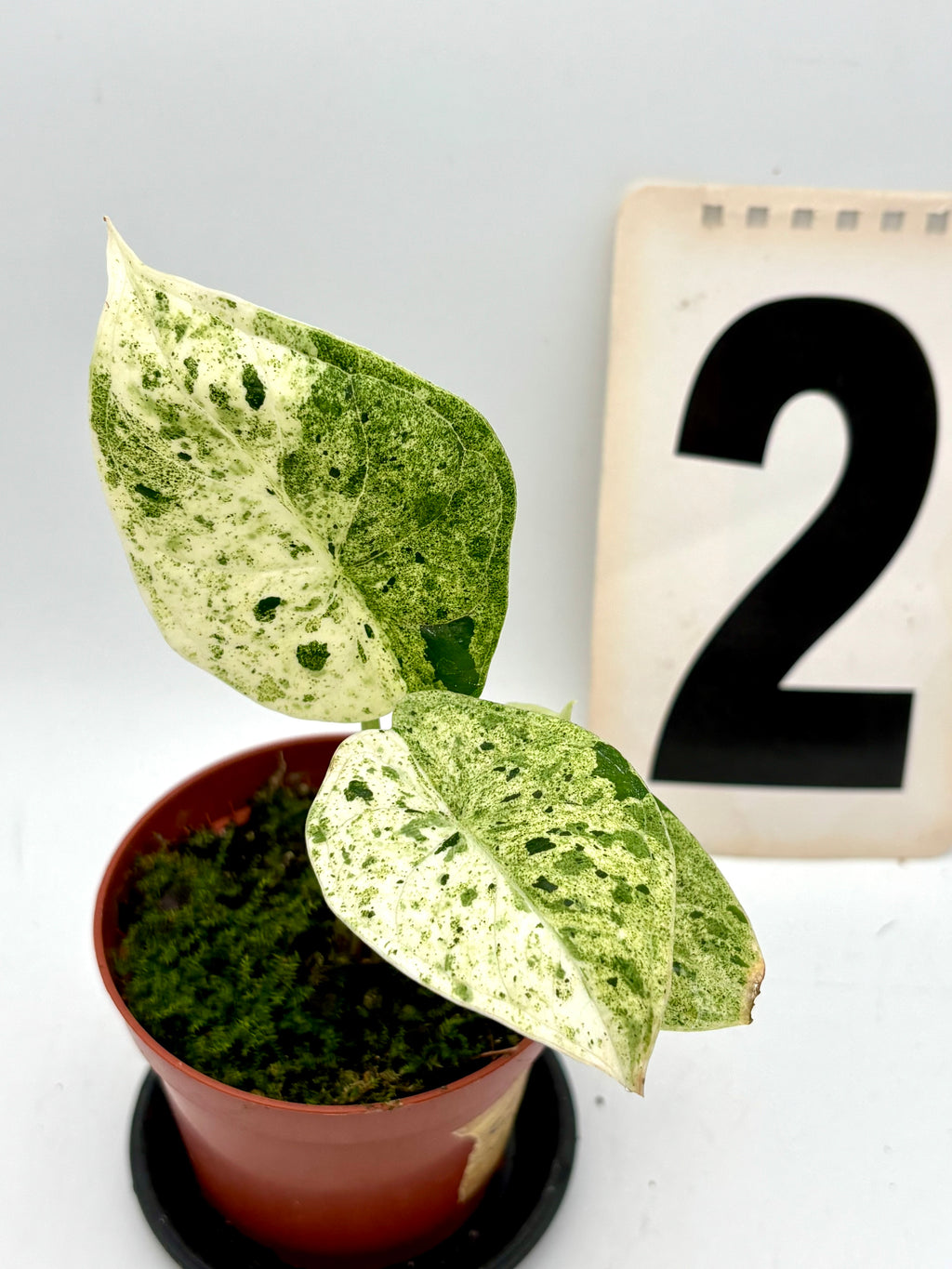 Alocasia Dragon Scale Mint Pflanze mit großen, gezackten grünen Blättern und silbrigen Mustern, im Top auf einem Holztisch.