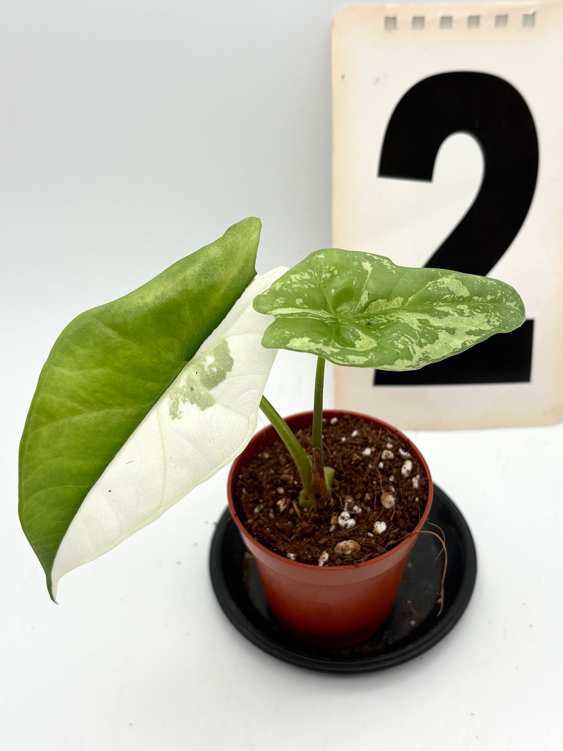 Alocasia Simpo Albo Variegata von Exotic-Flowers, grüne Blätter mit weißen Variegationsmustern, Topfpflanze auf natürlichem Hintergrund