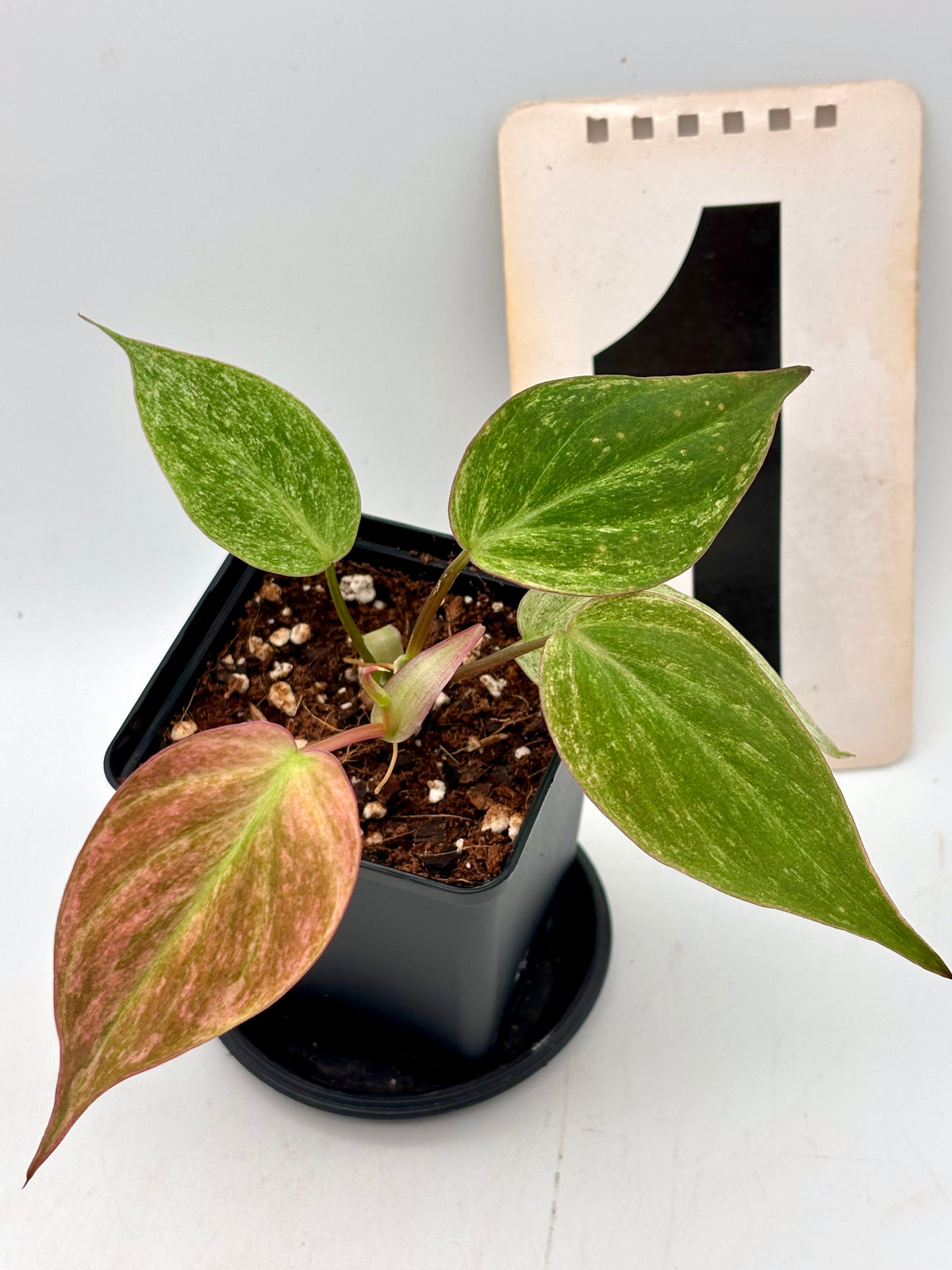 Philodendron Micans Pink Marble Variegata mit grünen und rosa Blättern, exotisch und dekorativ, von Exotic-Flowers