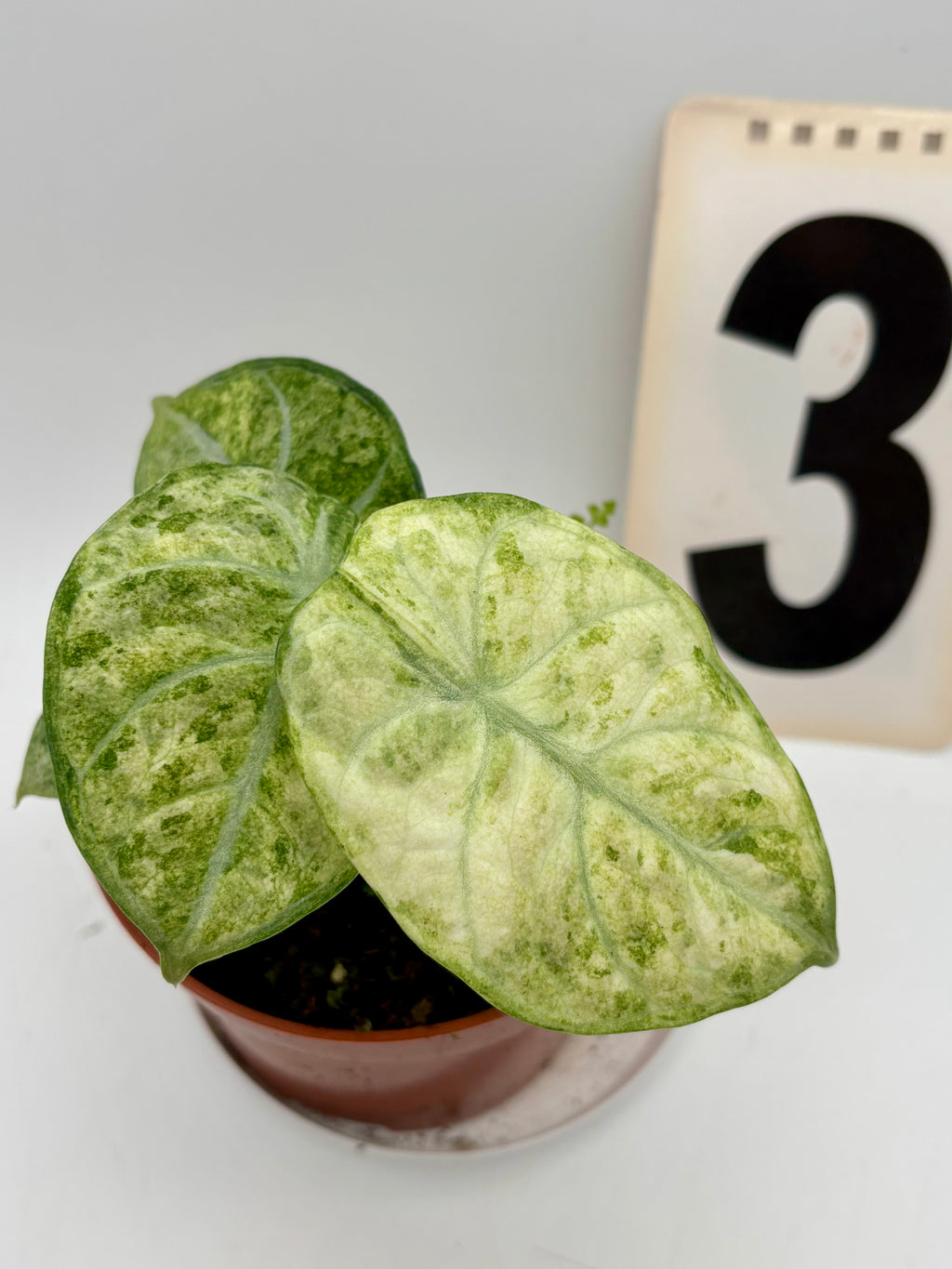 Alocasia Ninja Tricolor