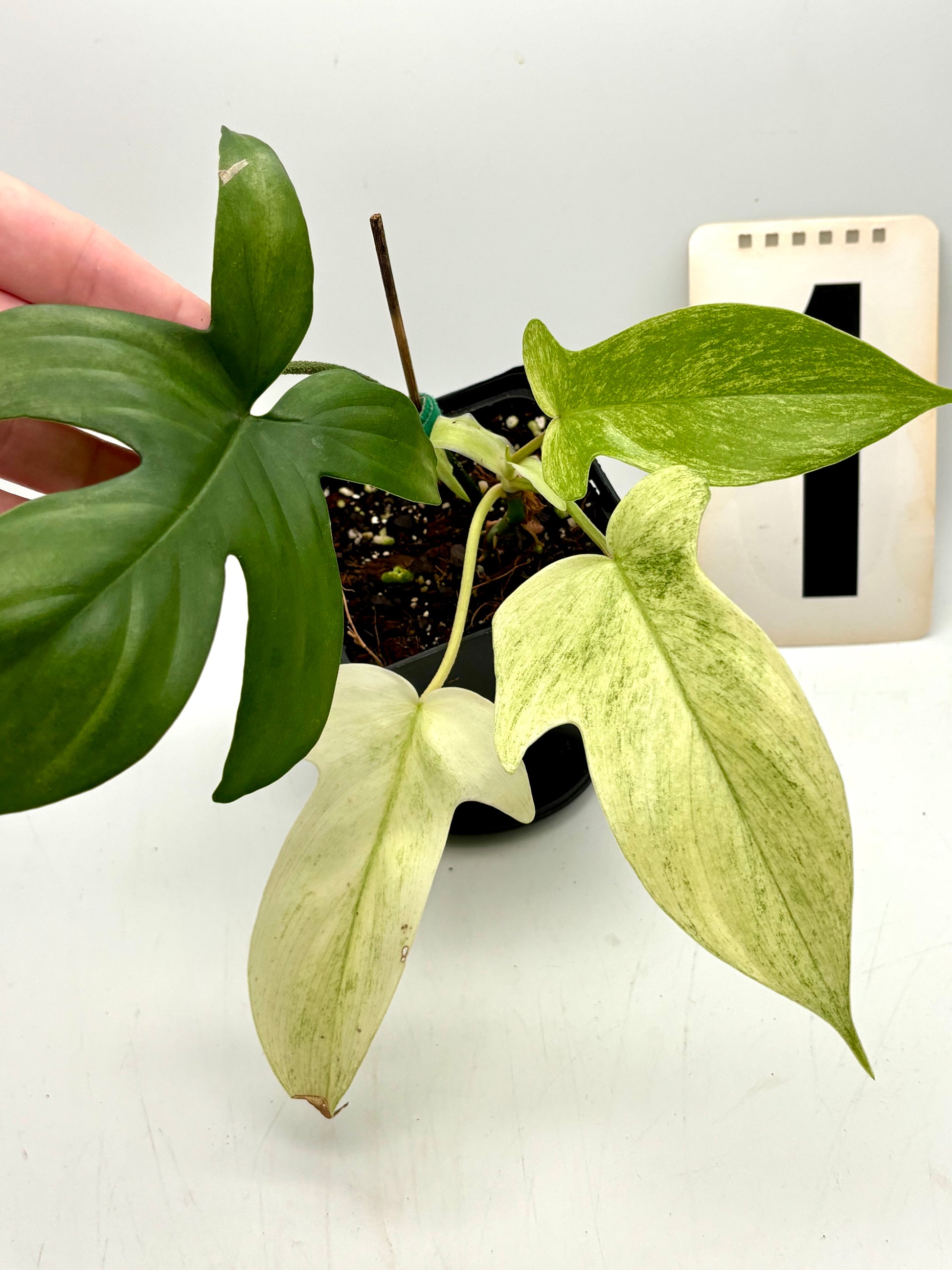 Philodendron Florida Ghost