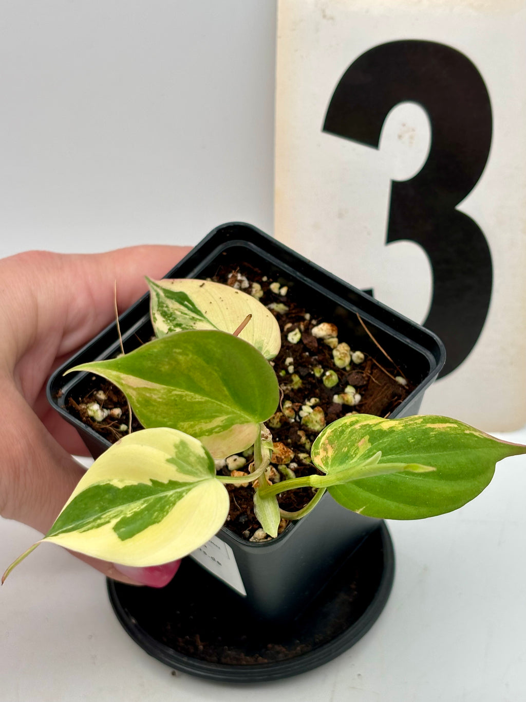 Exotischer Philodendron Micans Variegata mit grünen und goldenen Blättern, schöne Zimmerpflanze, von Exotic-Flowers.