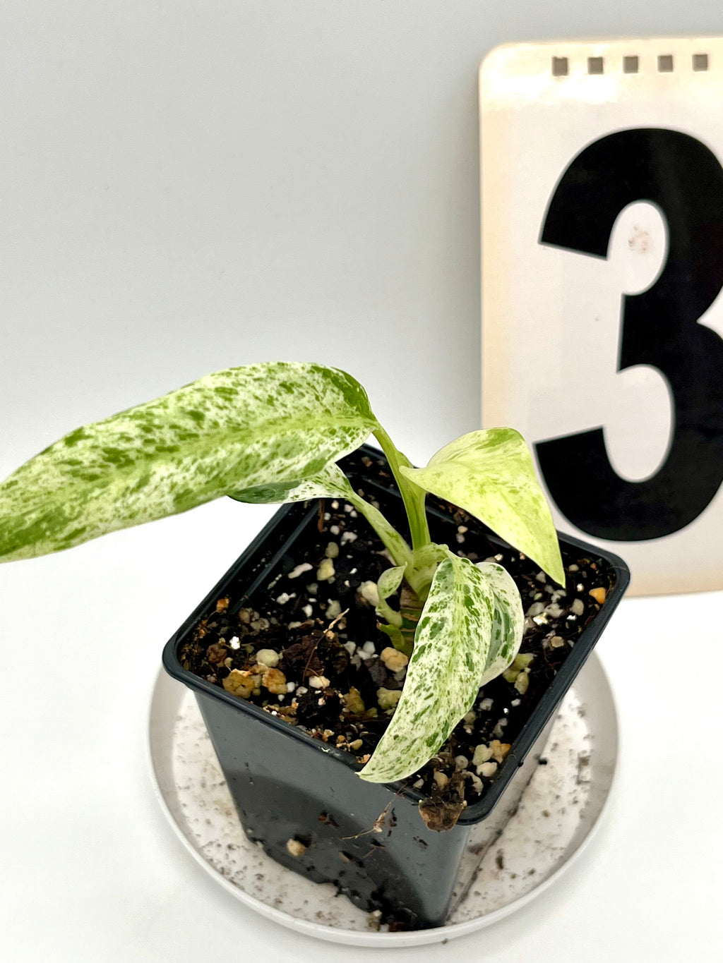 Epipremnum Giganteum Variegata