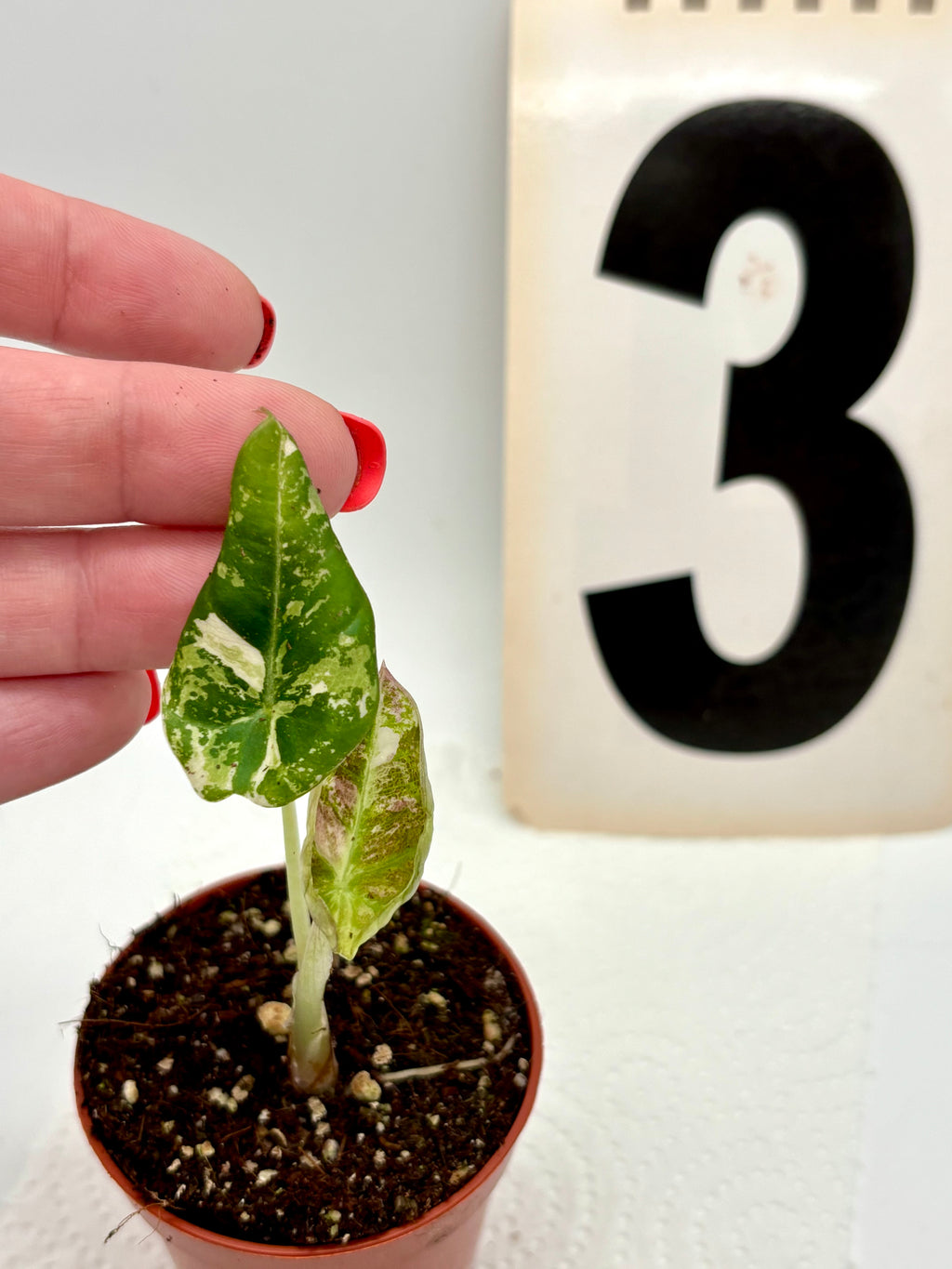 Alocasia Black Velvet Variegata