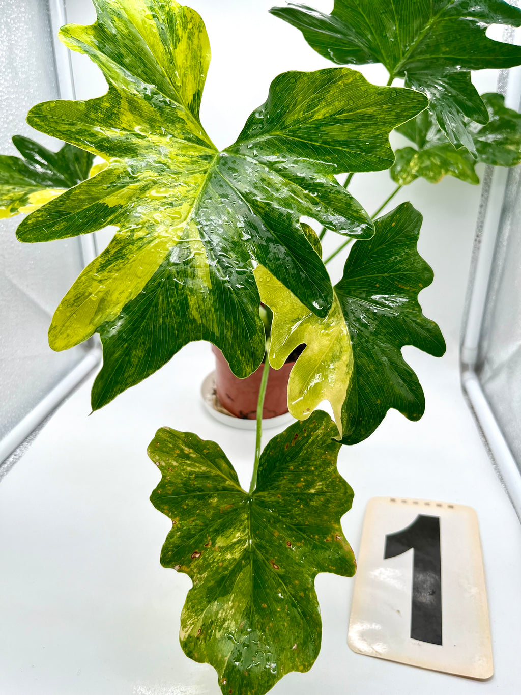 Thaumatophyllum Variegata