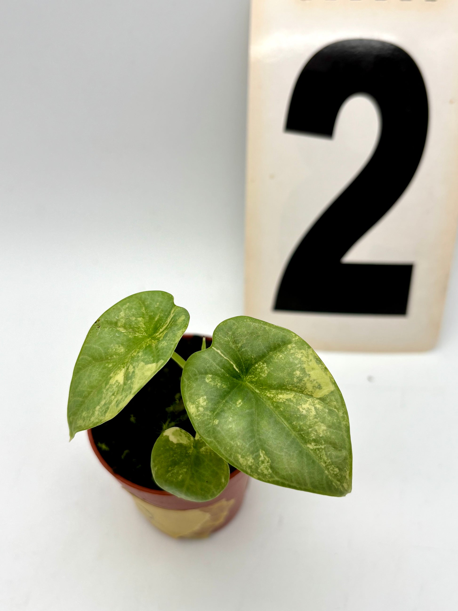Alocasia Silver Dragon Aurea Variegata