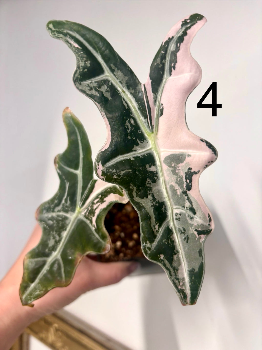 Alocasia Nobilis Variegata Pflanze mit grünen und cremefarbenen Blättern, im Topf, bei exotischer Blumen.