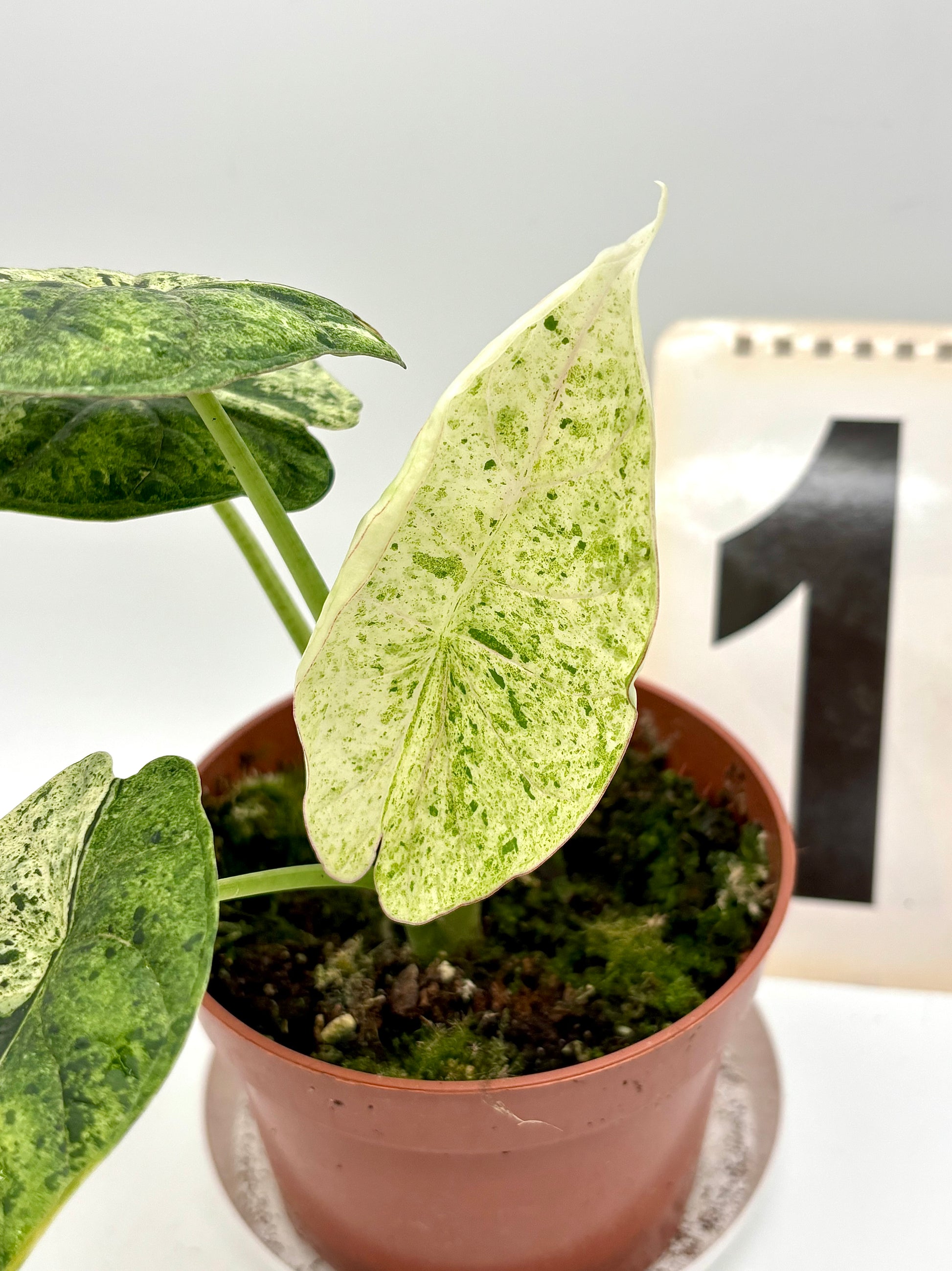 Alocasia Dragon Scale Mint