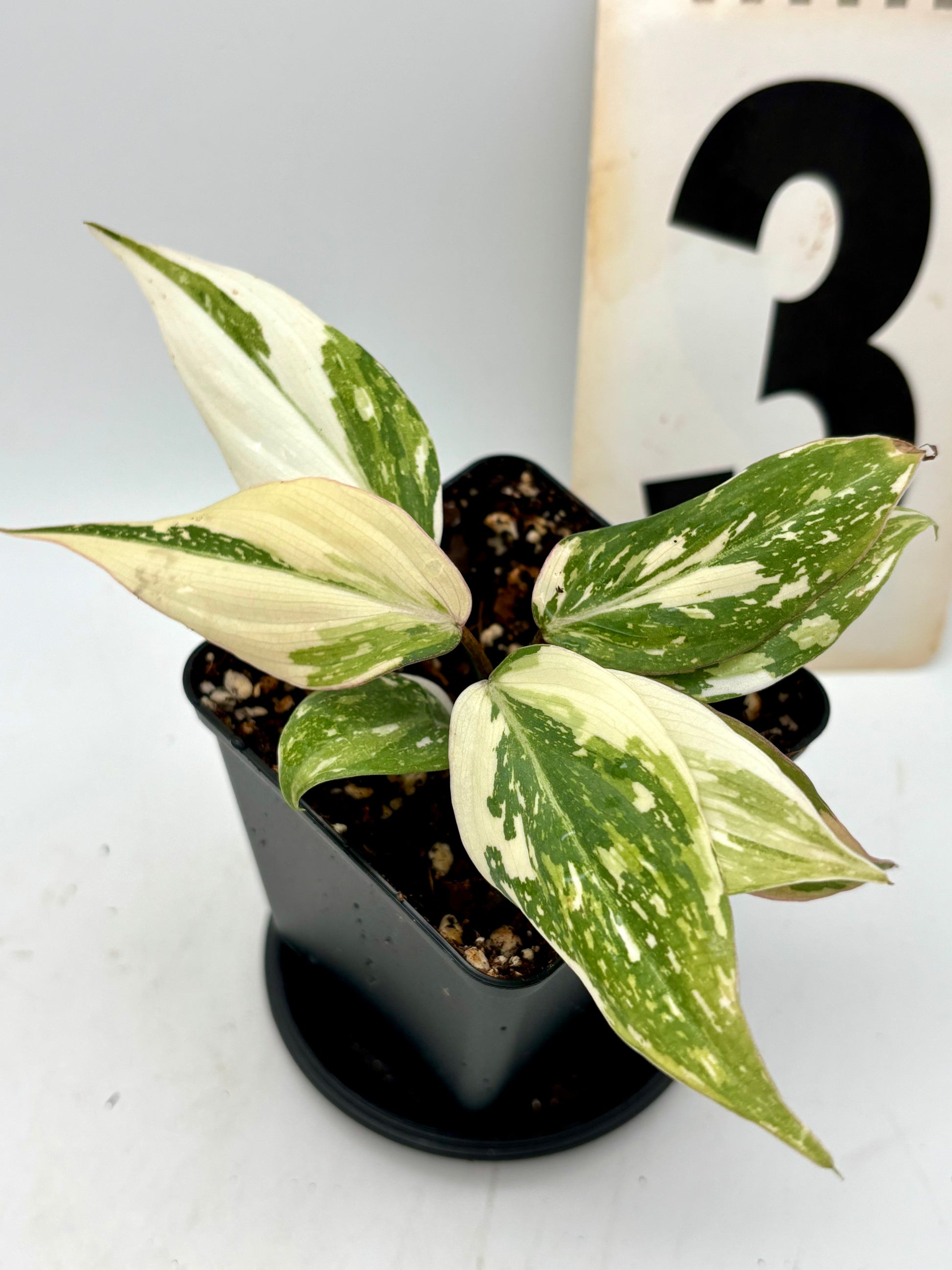 Philodendron Gloriosum Variegata Tricolor, exotische Zimmerpflanze mit grünen, weißen und rosa Blättern, im Topf auf moosigem Untergrund