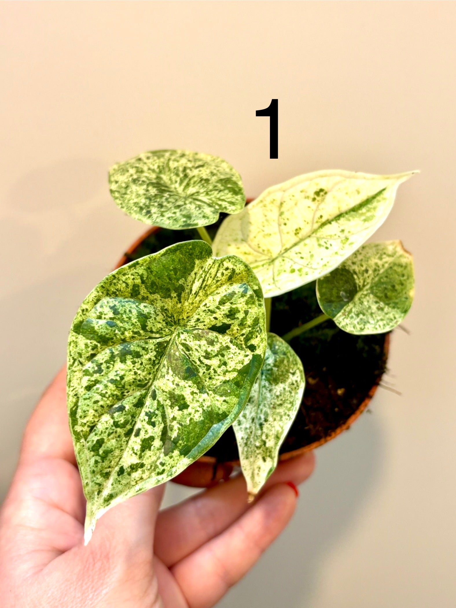 Special Deal - Alocasia Dragon Scale Mint