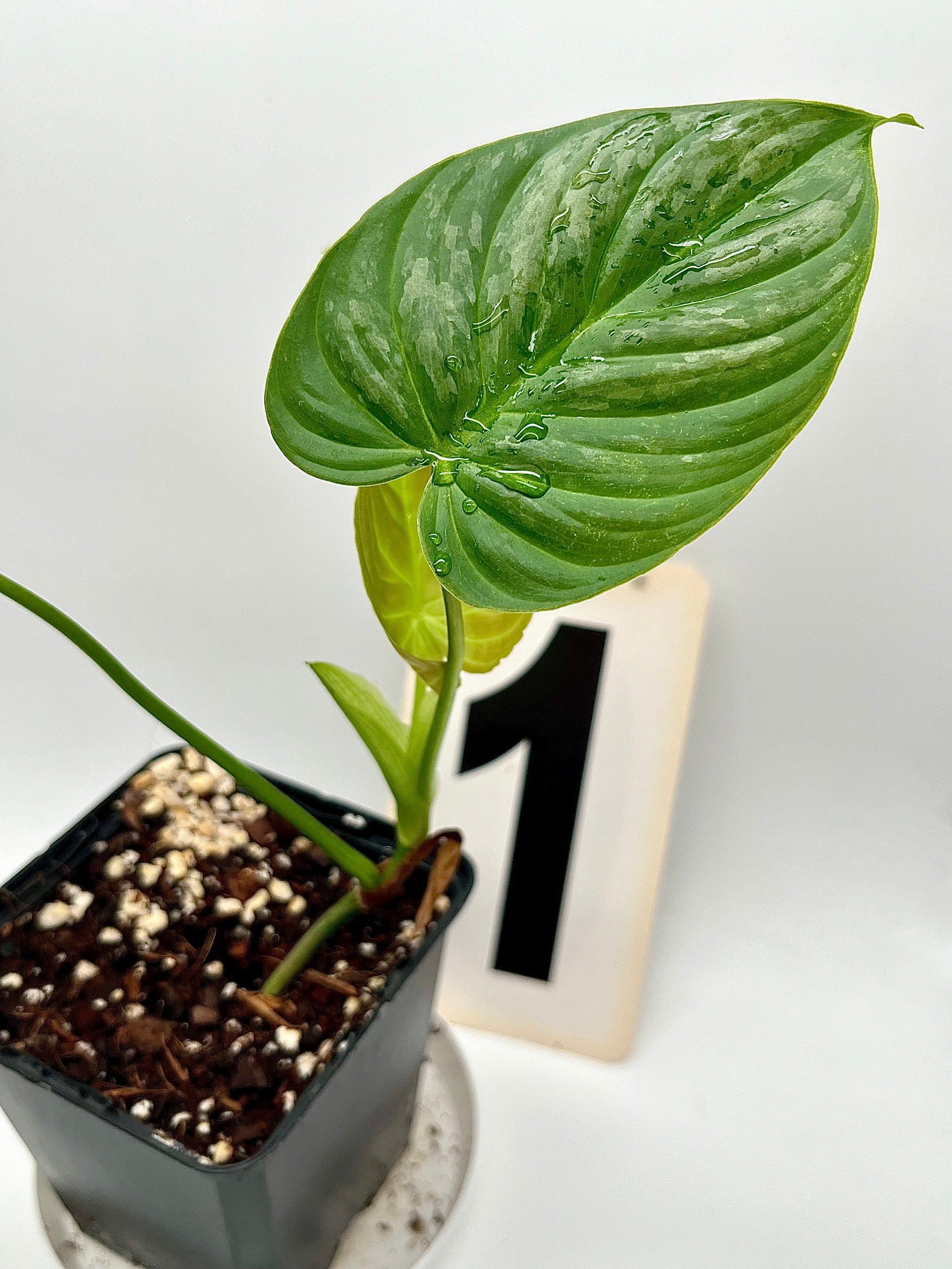 Philodendron Majestic