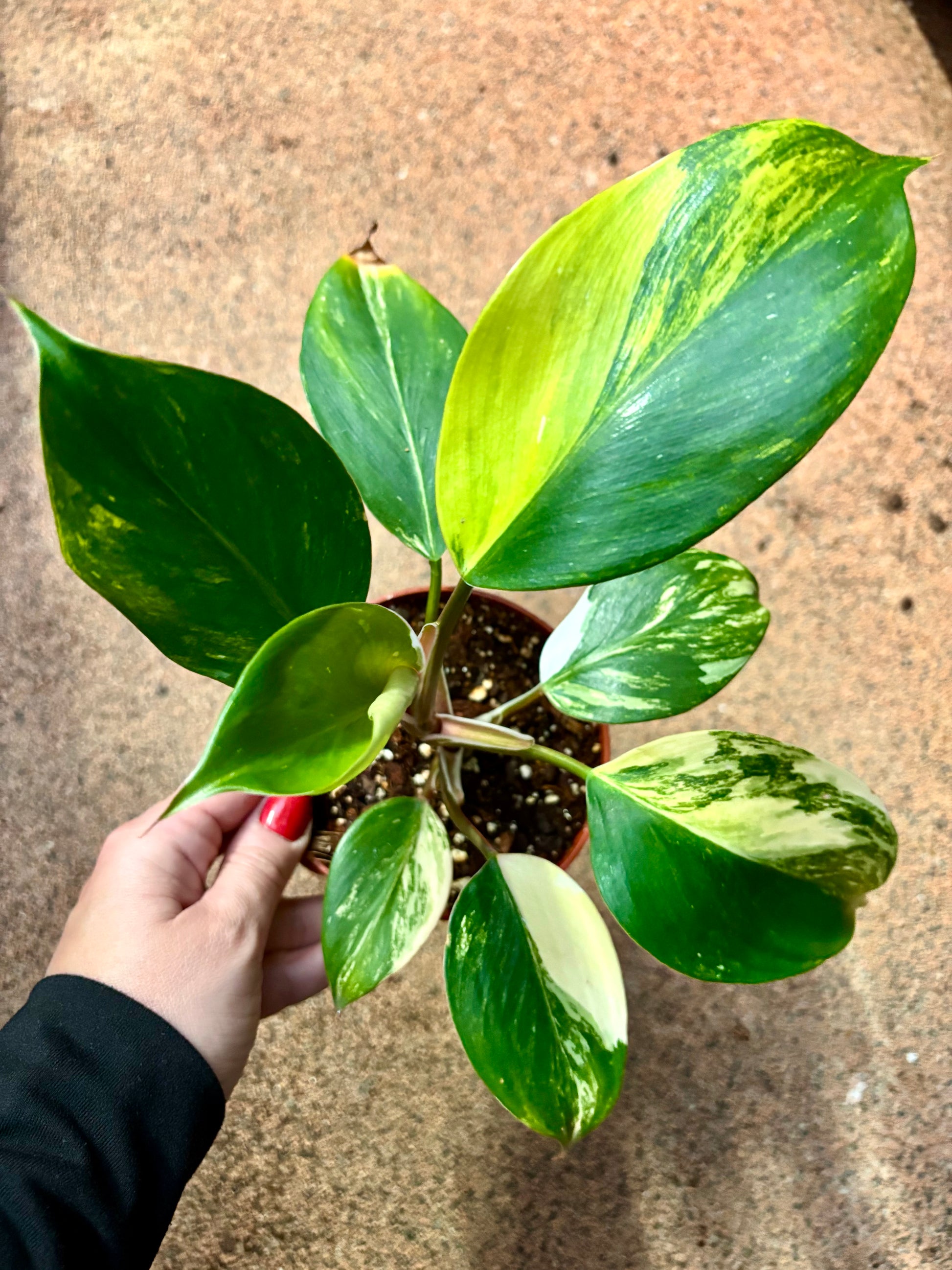 Philodendron White Knight Aurea / Tricolor