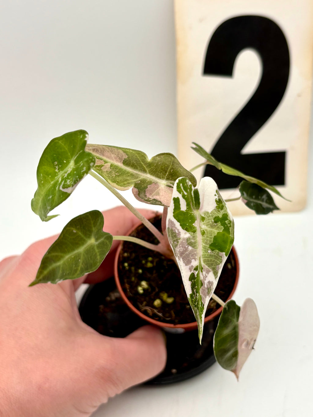 Alocasia Bambino Variegata Pflanze mit grünen und weißen Blättern, im Top, von Exotic-Flowers, detailreiche Blätter sichtbar