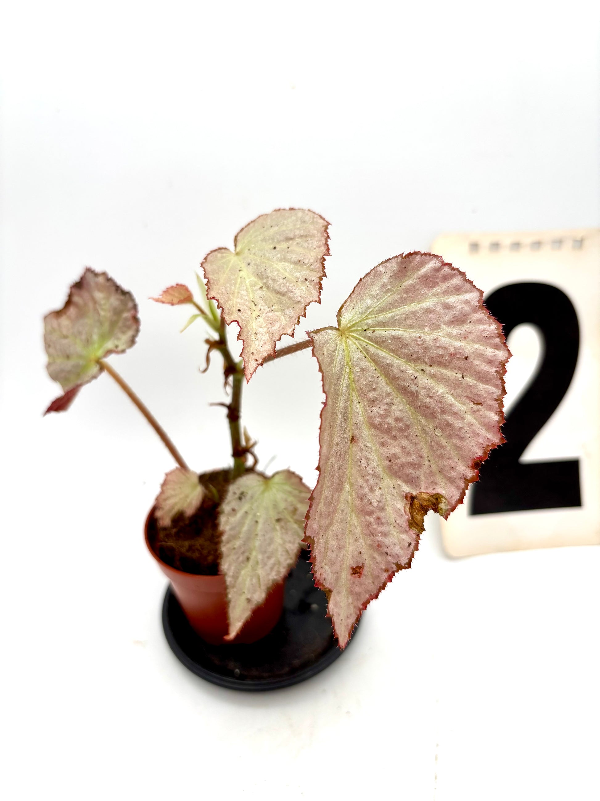 Begonia Two Face