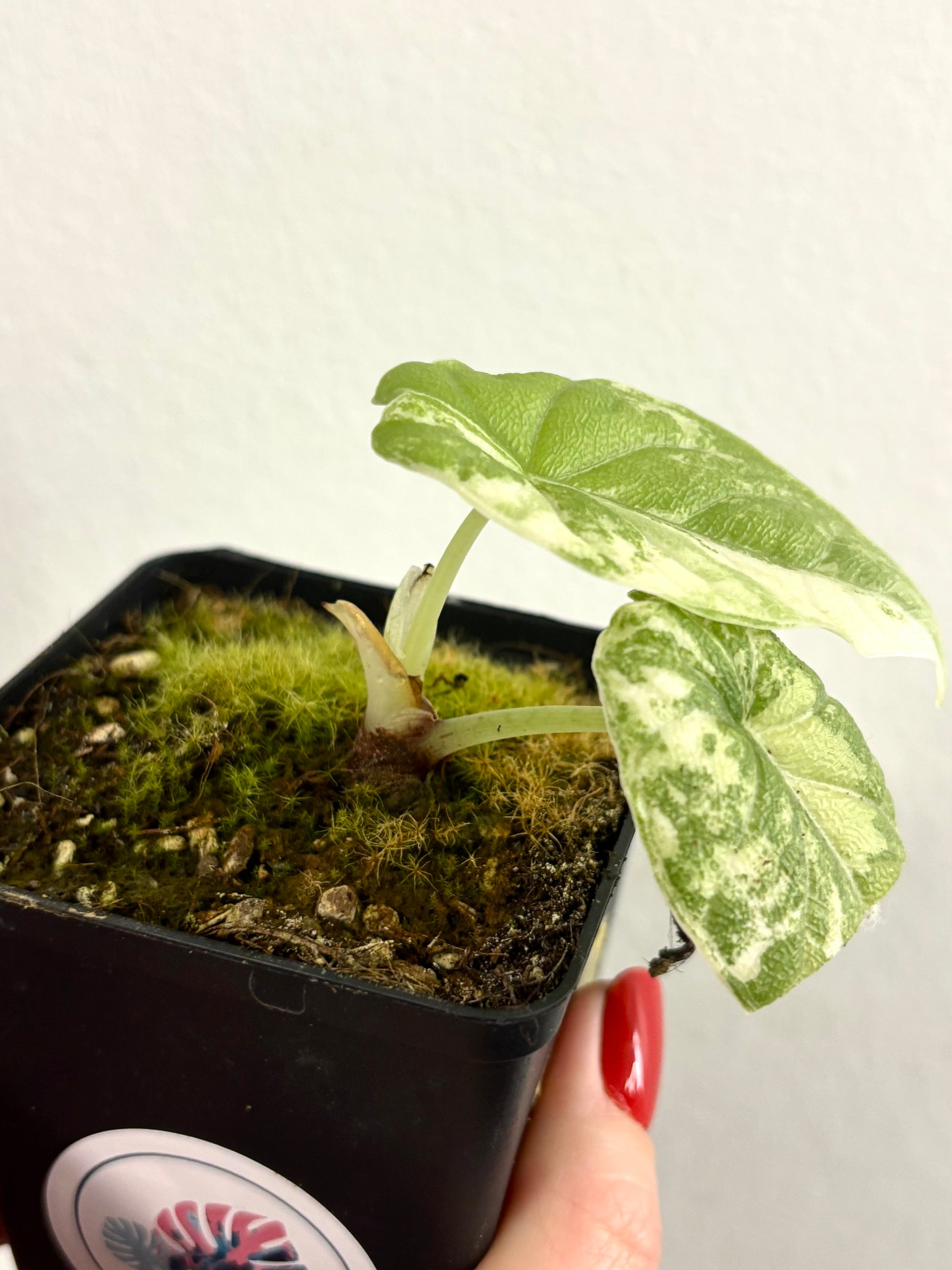 Alocasia Melo Albo Variegata - Exotic-Flowers