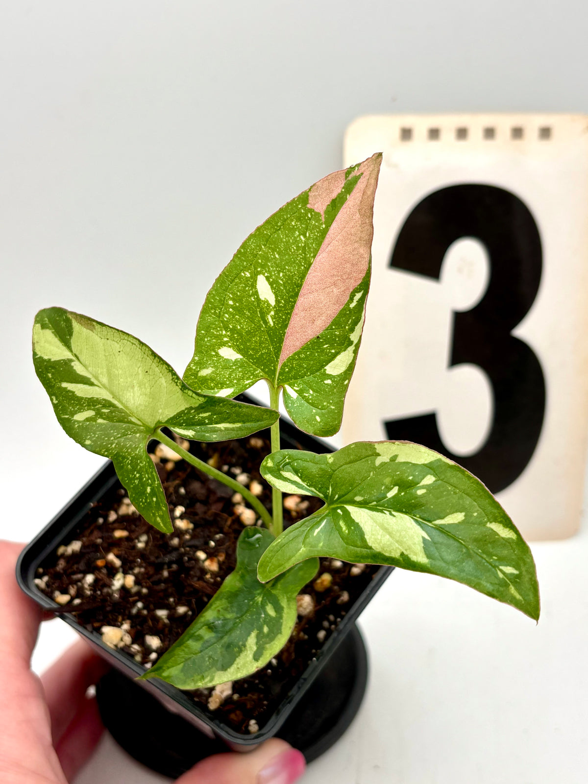 Syngonium Red Spot Tricolor