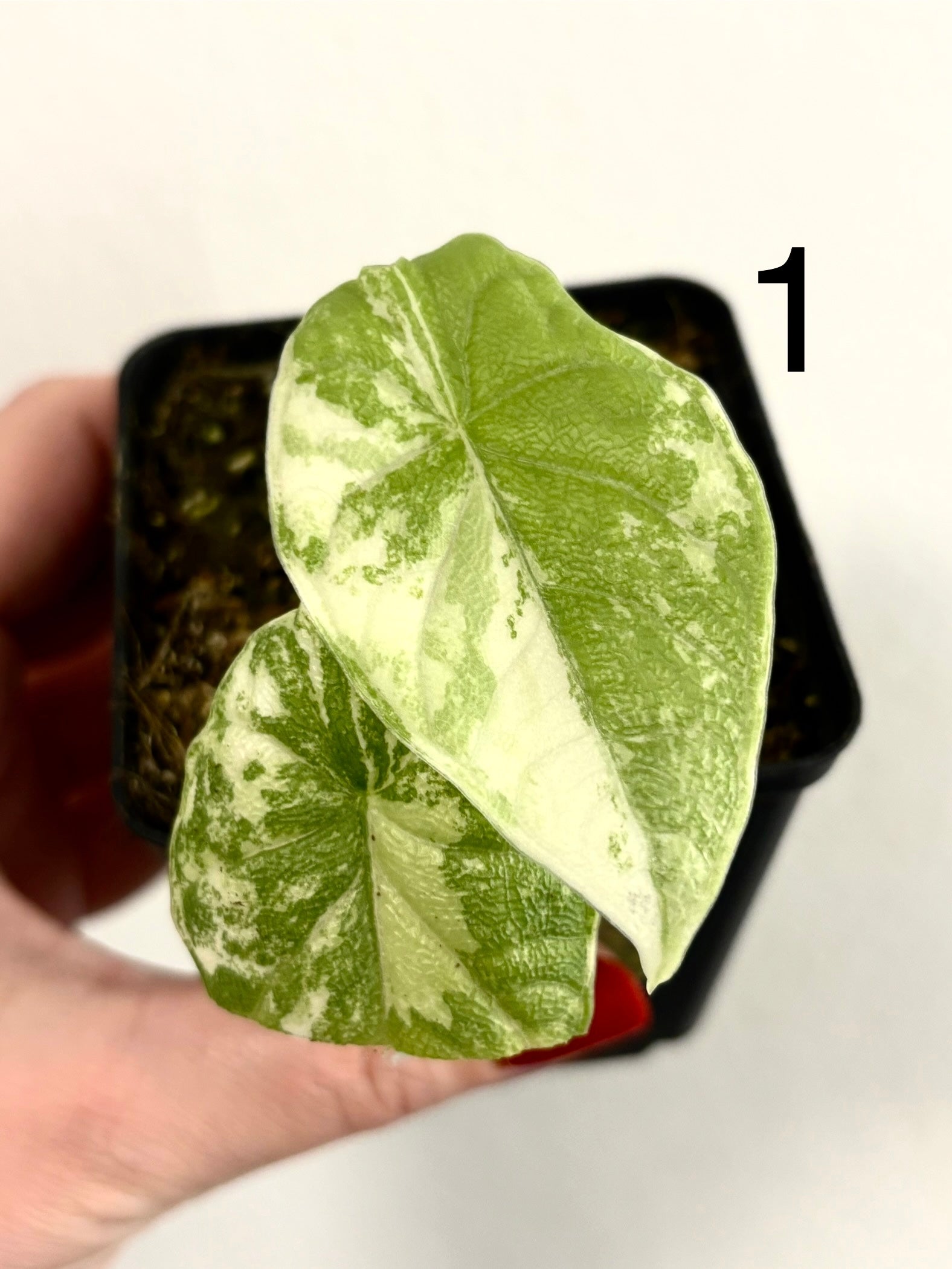 Alocasia Melo Albo Variegata - Exotic-Flowers