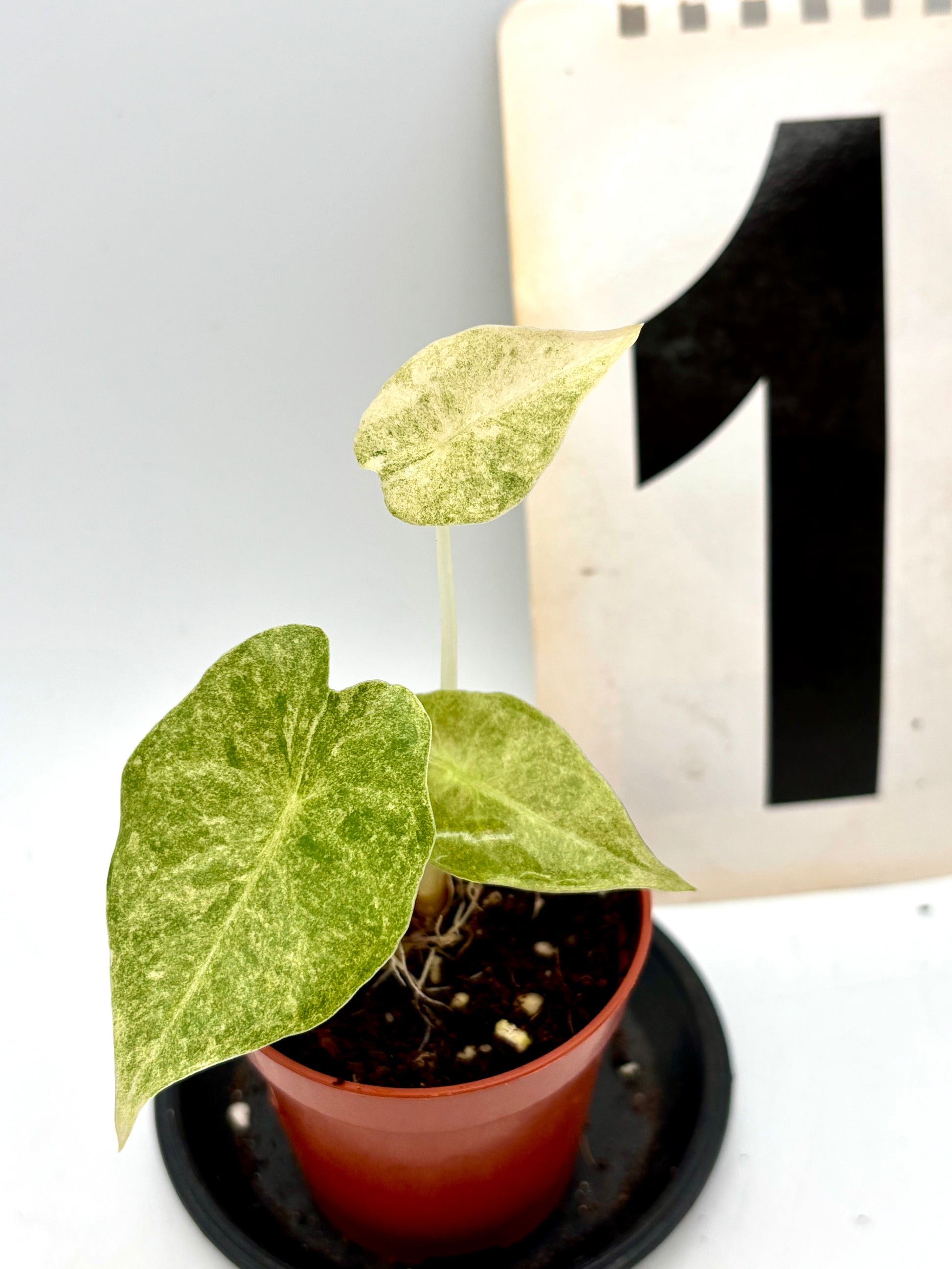 Alocasia Golden Bone Pink Mint Variegata