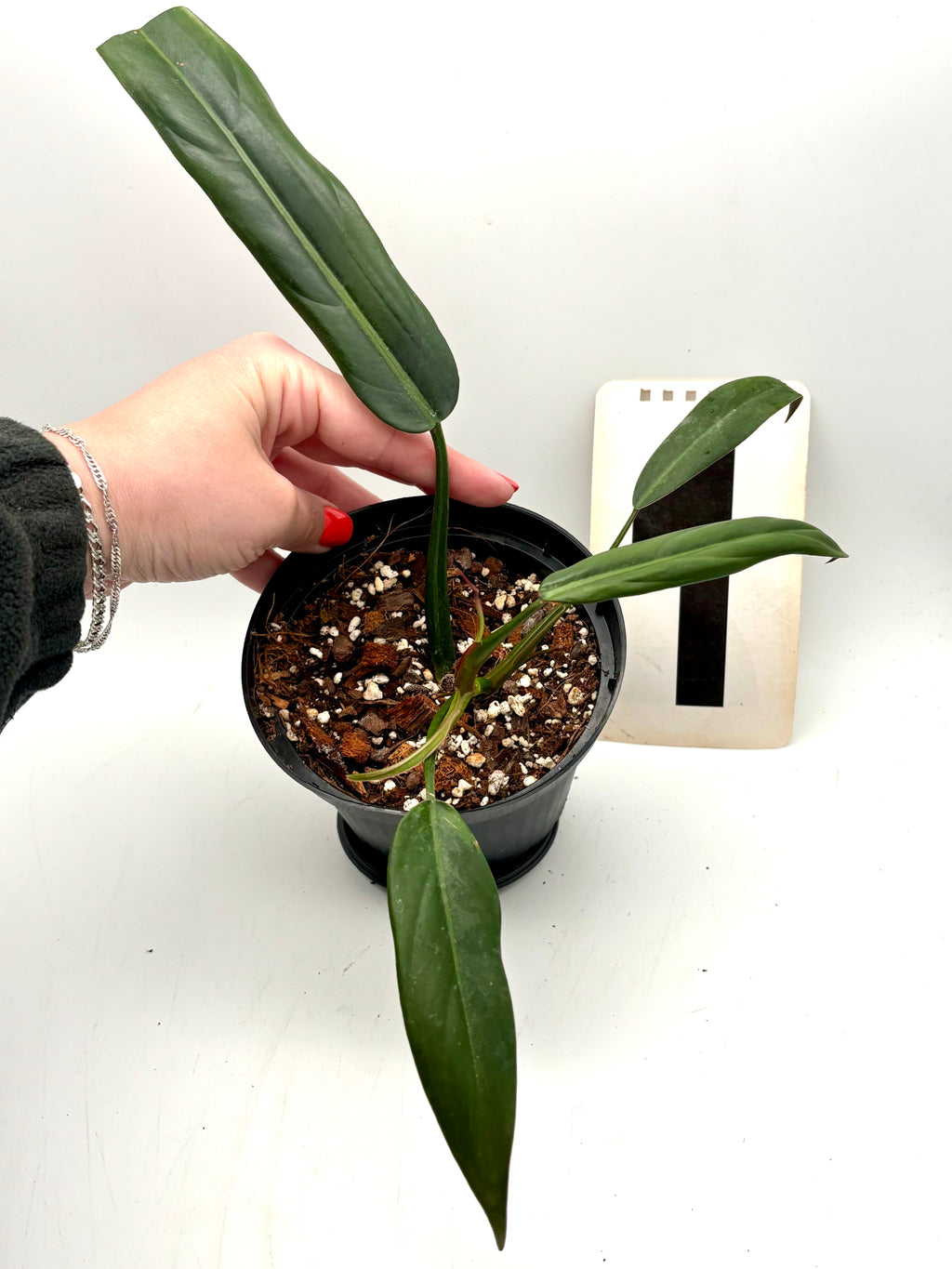 Philodendron Bicolor von Exotic-Flowers, grüne Blätter mit bunten Mustern, als Zimmerpflanze in Topf sichtbar