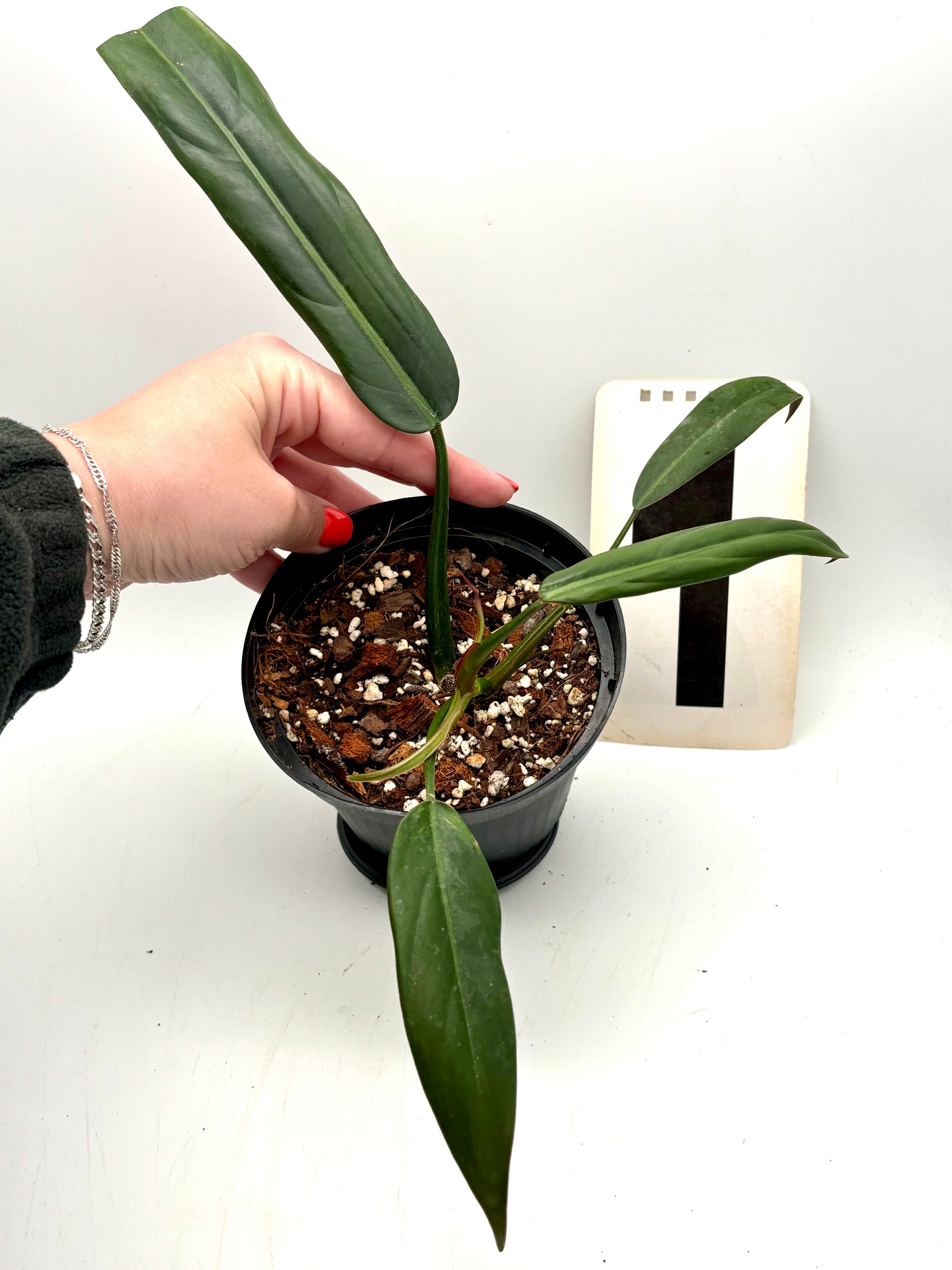 Philodendron Bicolor von Exotic-Flowers, grüne Blätter mit bunten Mustern, als Zimmerpflanze in Topf sichtbar