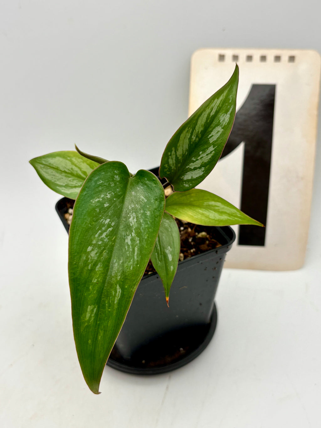 Philodendron Brevispathum