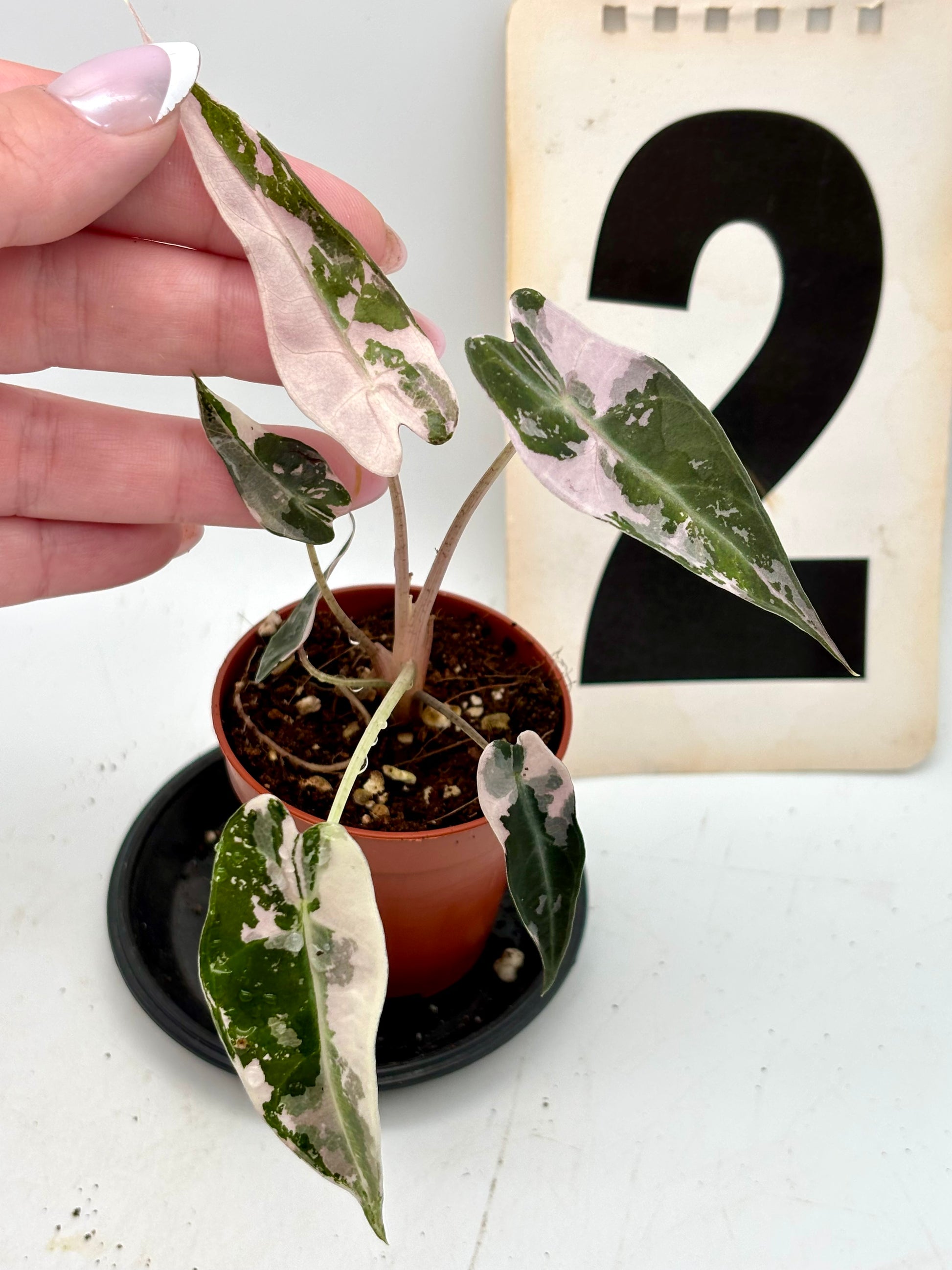 Alocasia Bambino Variegata